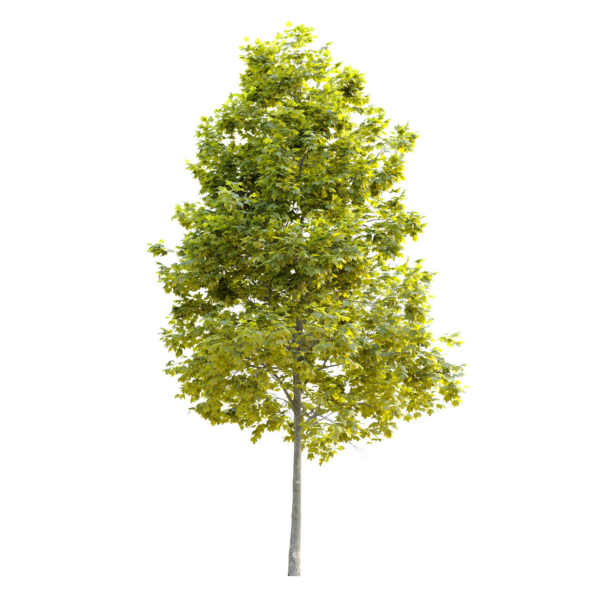 Acer platanoides Cleveland 3D model_6