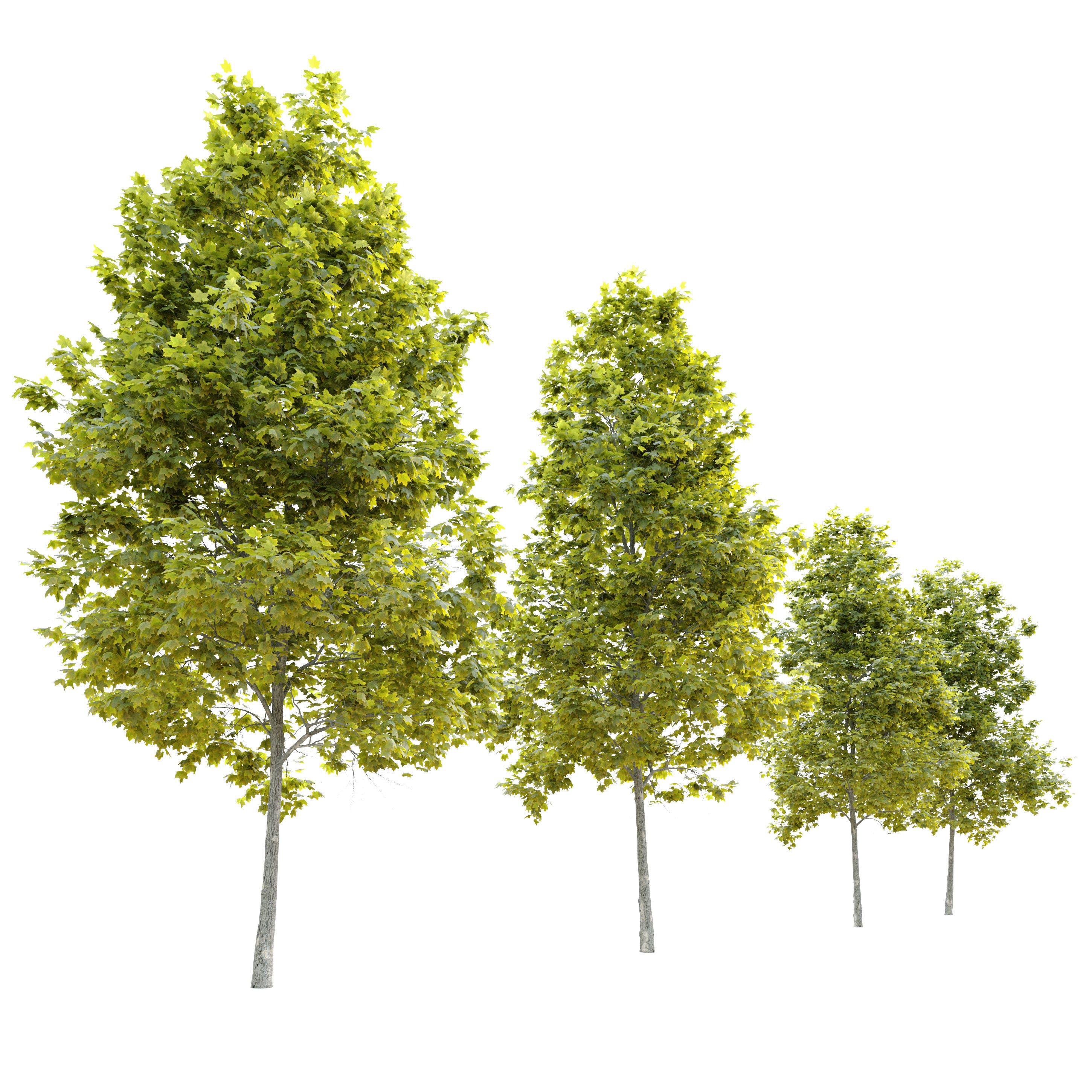 Acer platanoides Cleveland 3D model_1