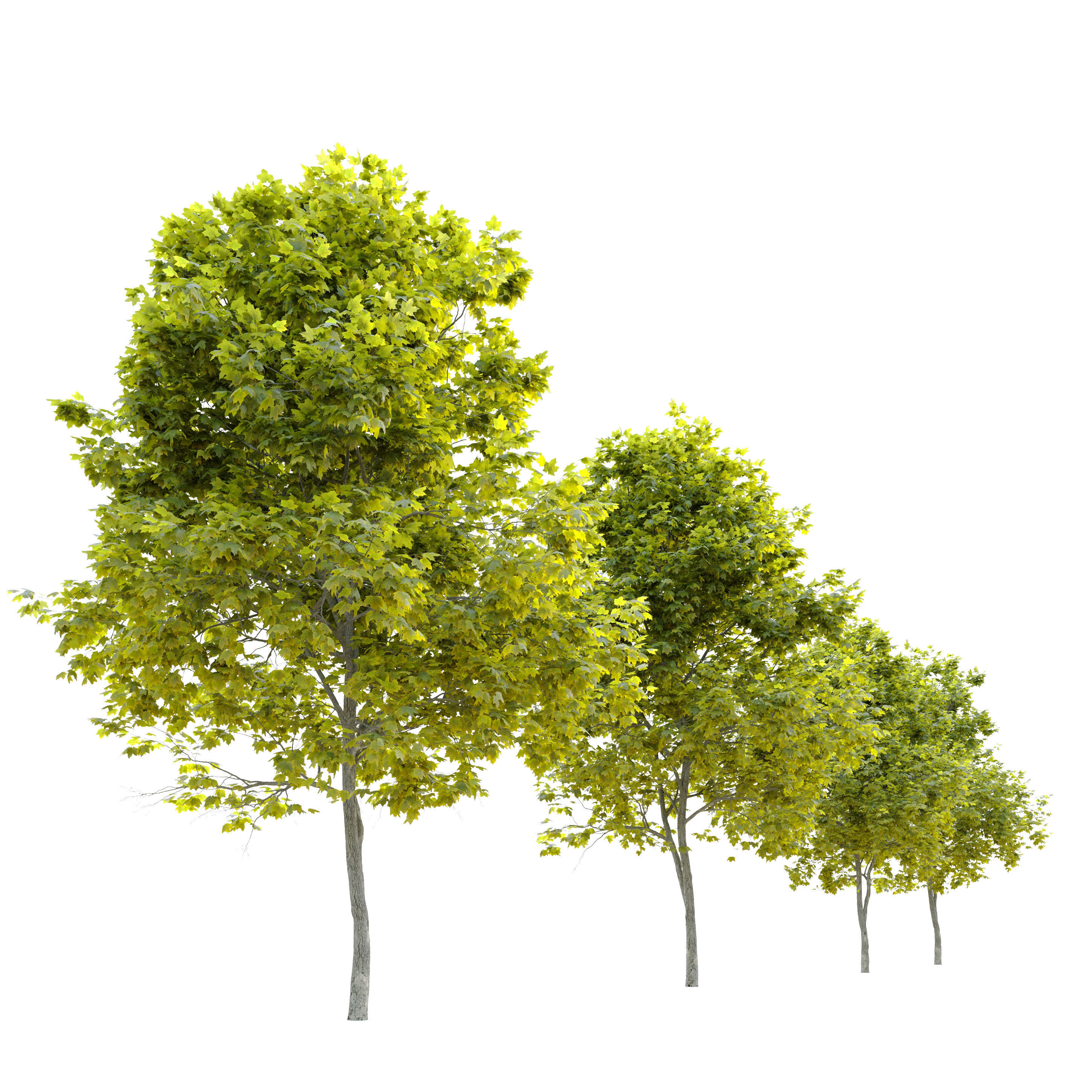 Acer platanoides Cleveland 3D model_2