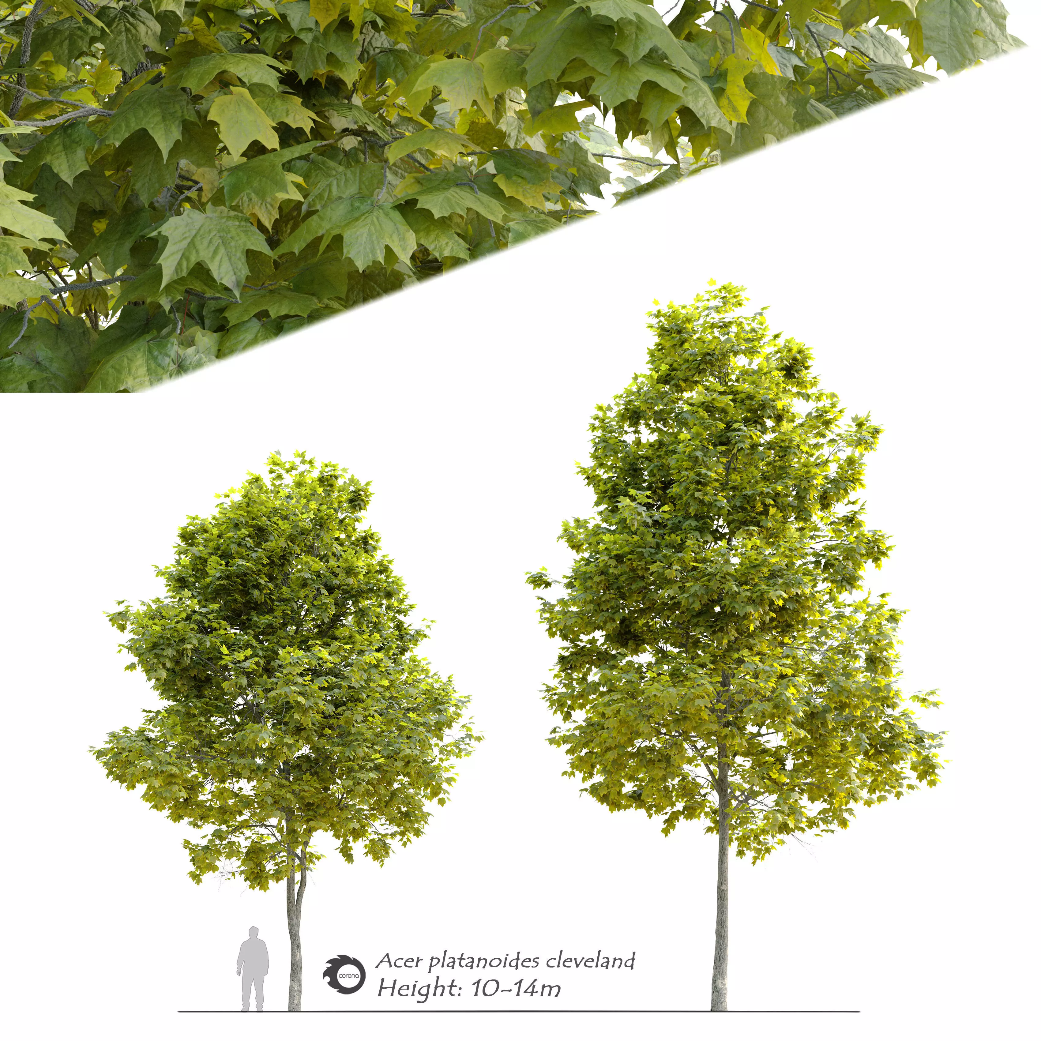 Acer platanoides Cleveland 3D model_0