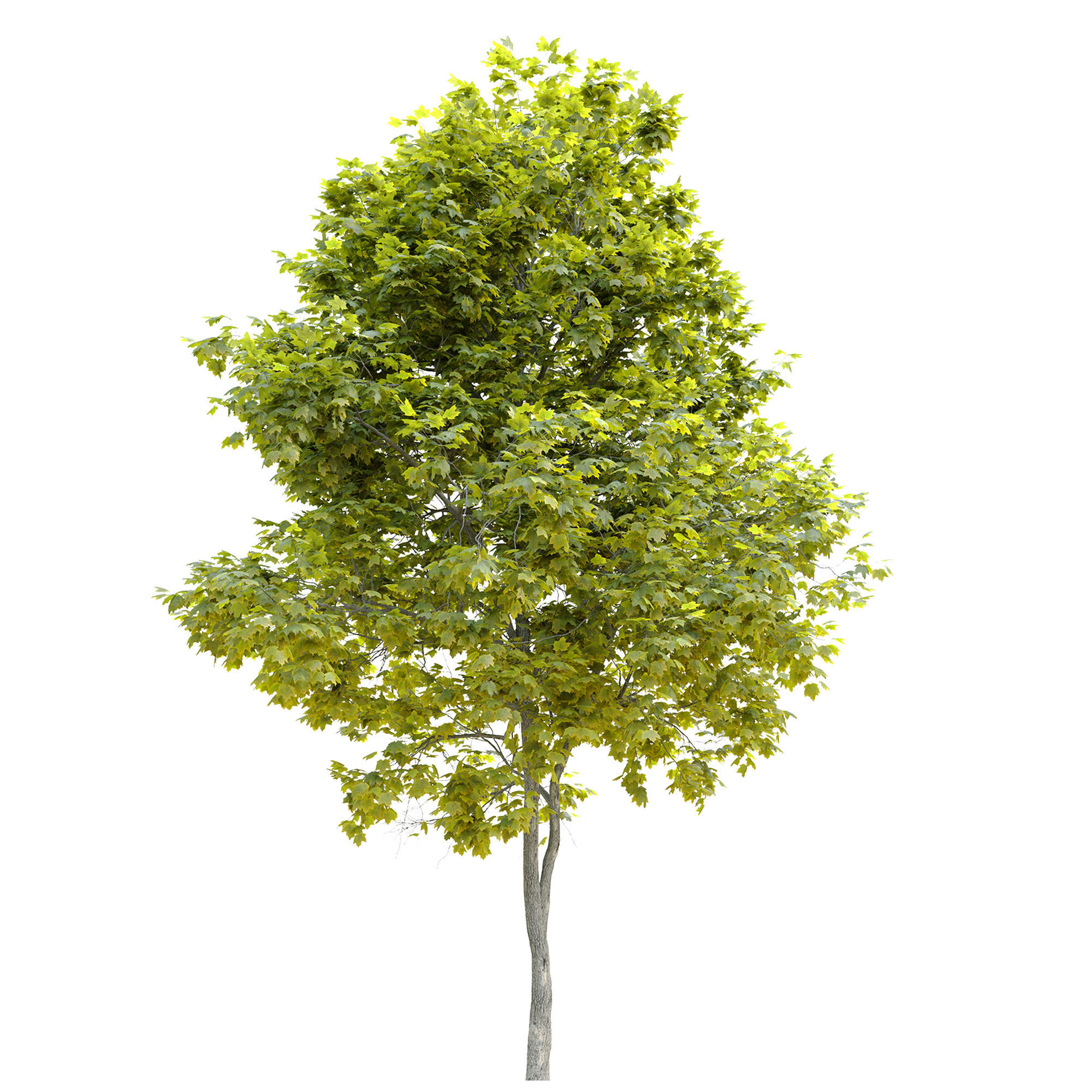 Acer platanoides Cleveland 3D model_5