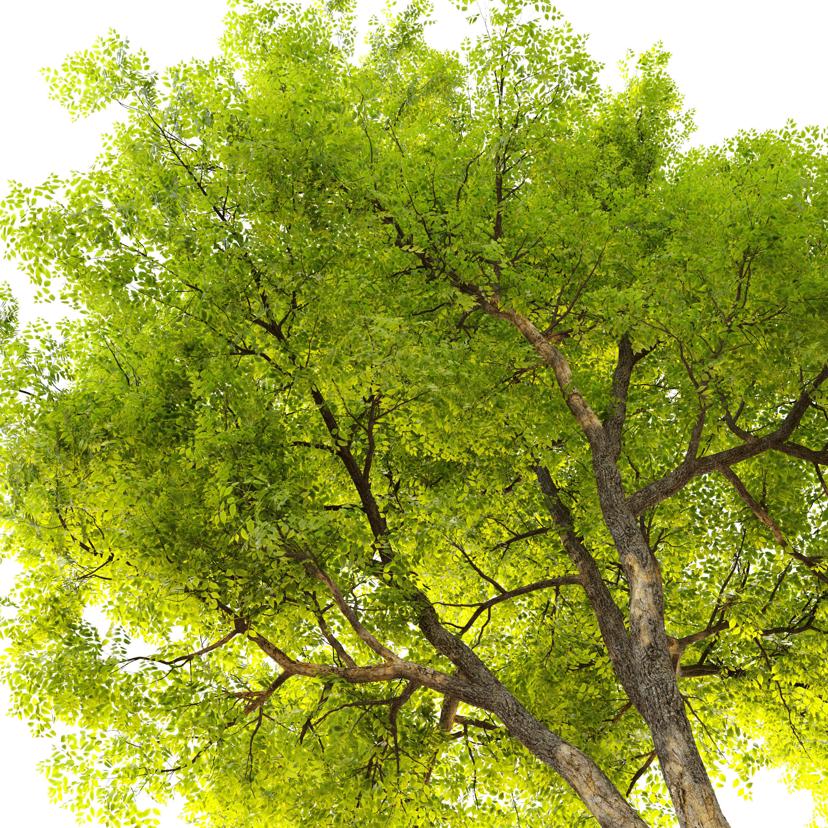 Summit green ash 3 3D model_3