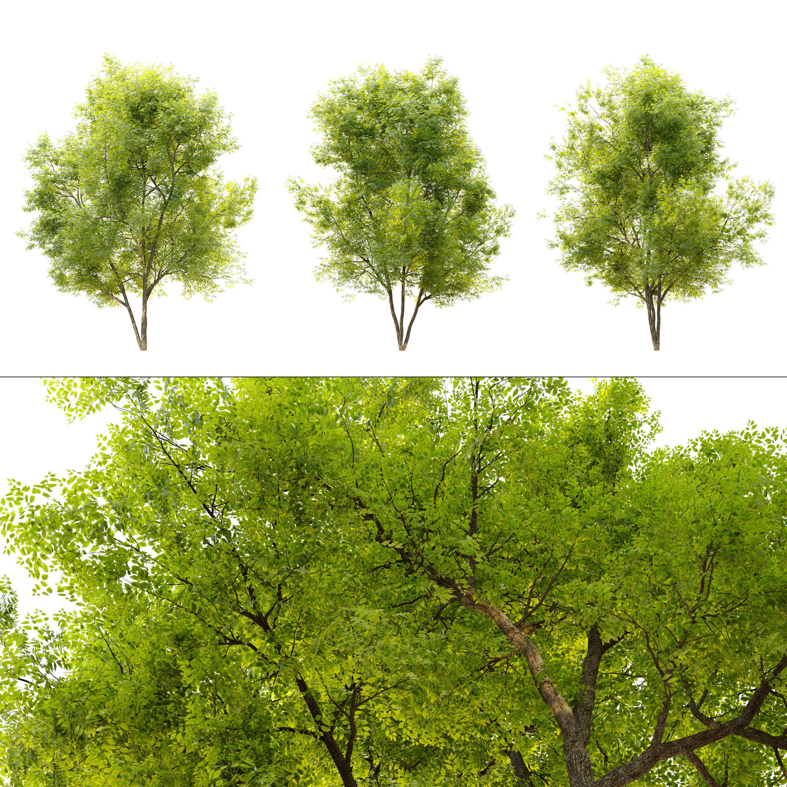 Summit green ash 3 3D model_2