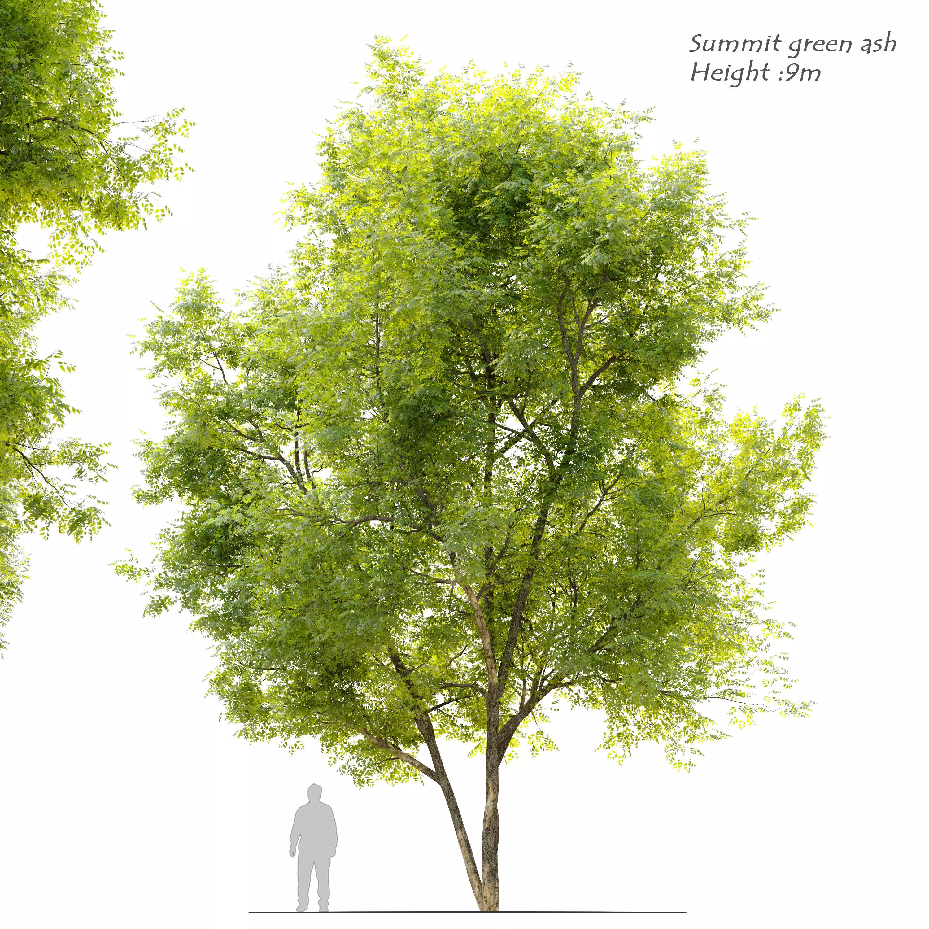 Summit green ash 3 3D model_0