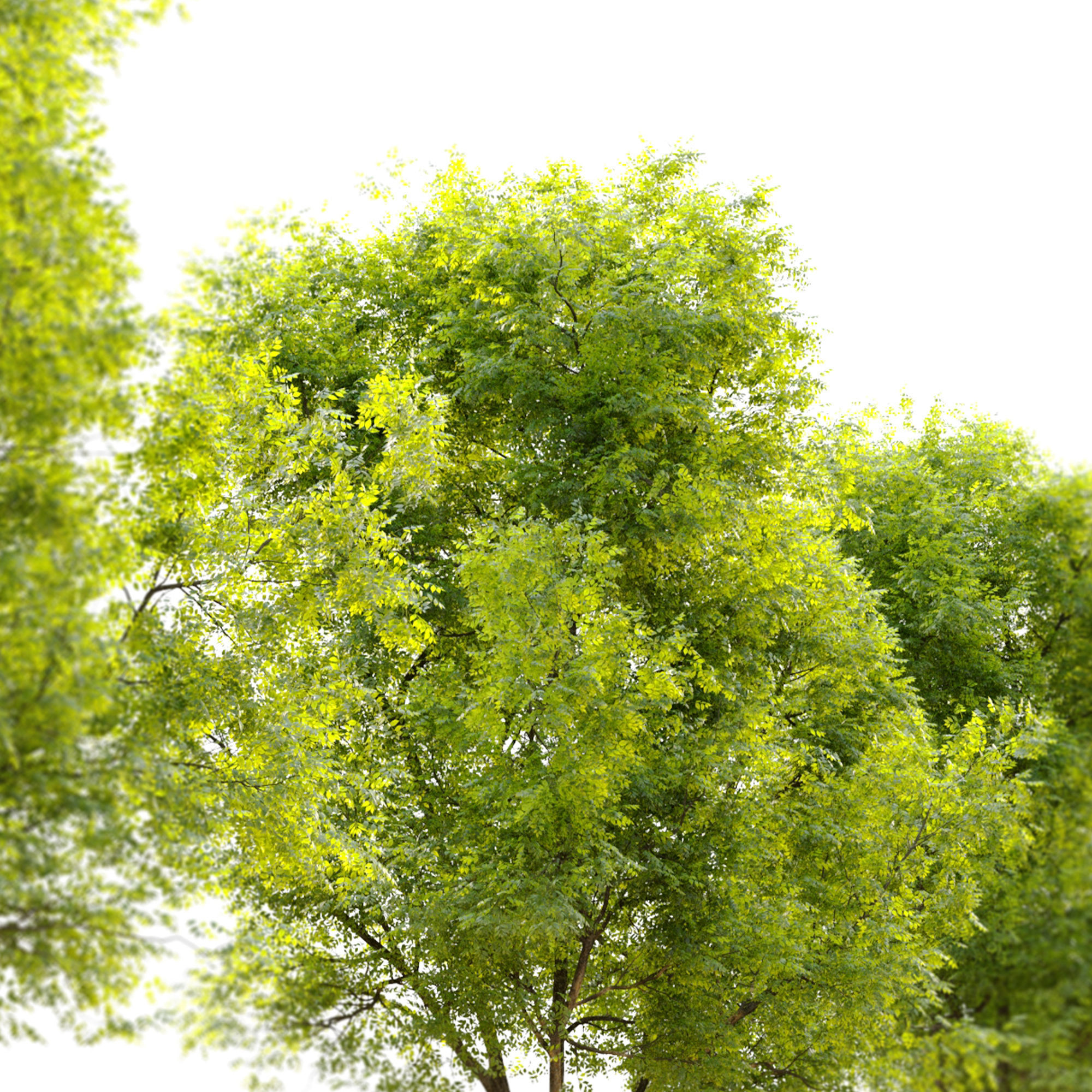 Summit green ash 3 3D model_4