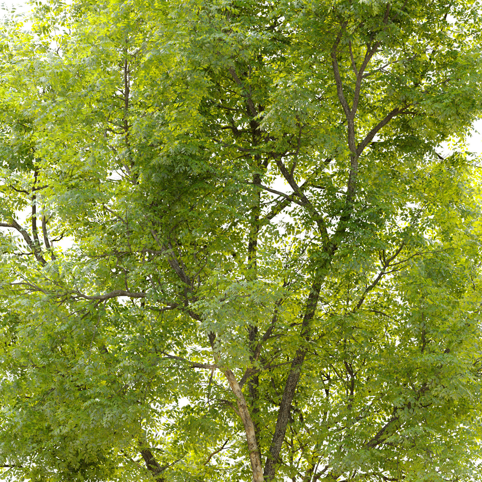 Summit green ash 3 3D model_5