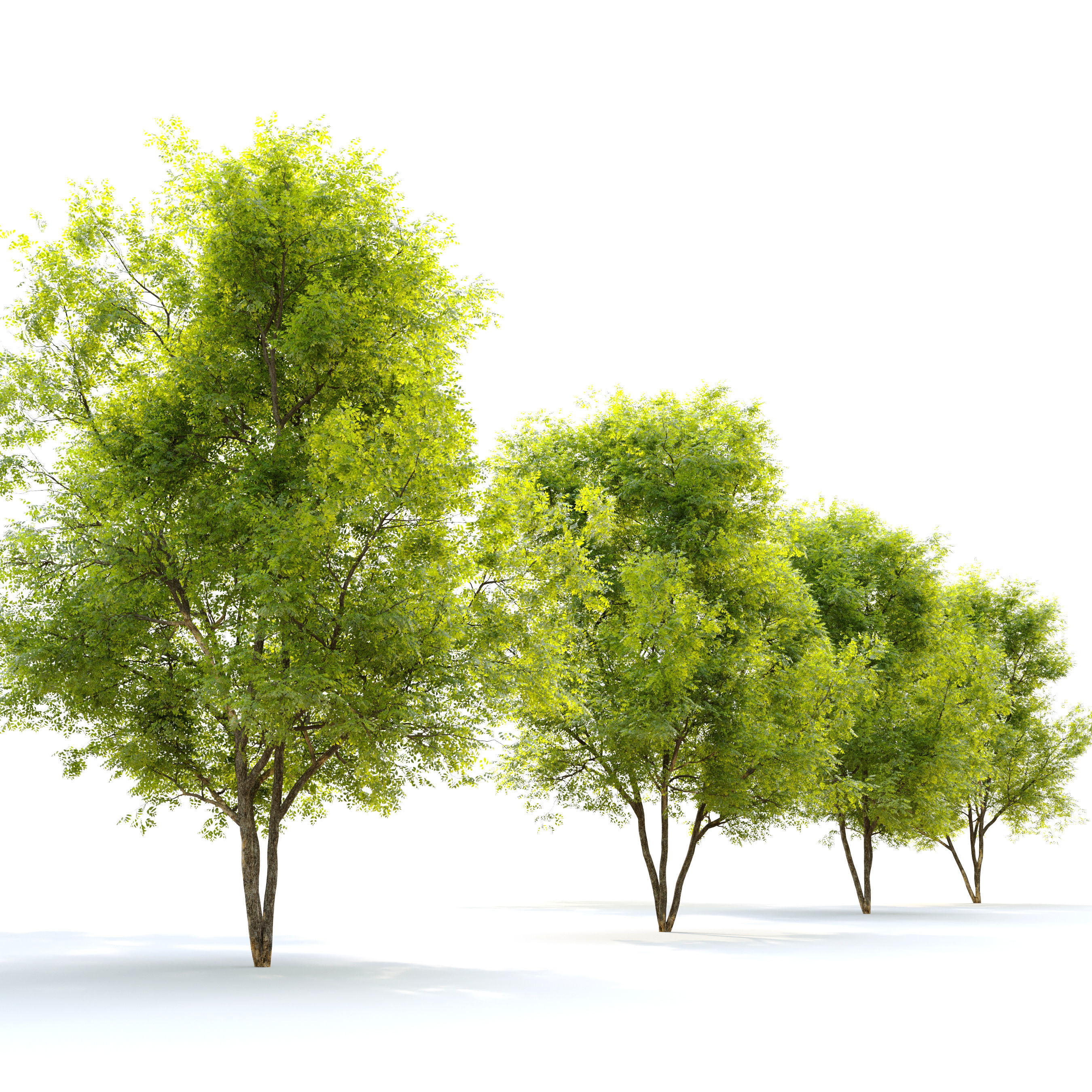 Summit green ash 3 3D model_1