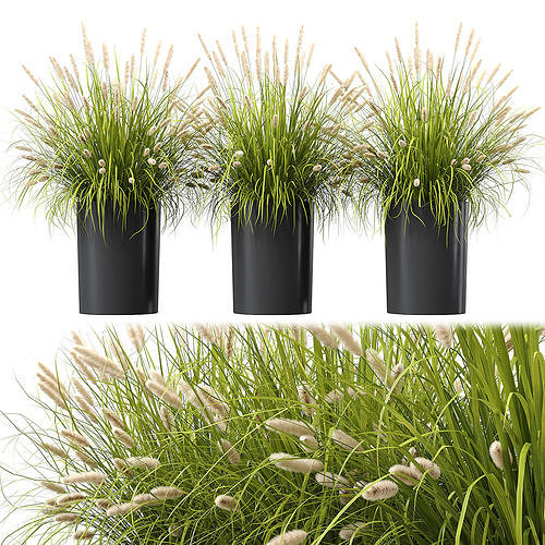 Pennisetum in modern planters 3D model