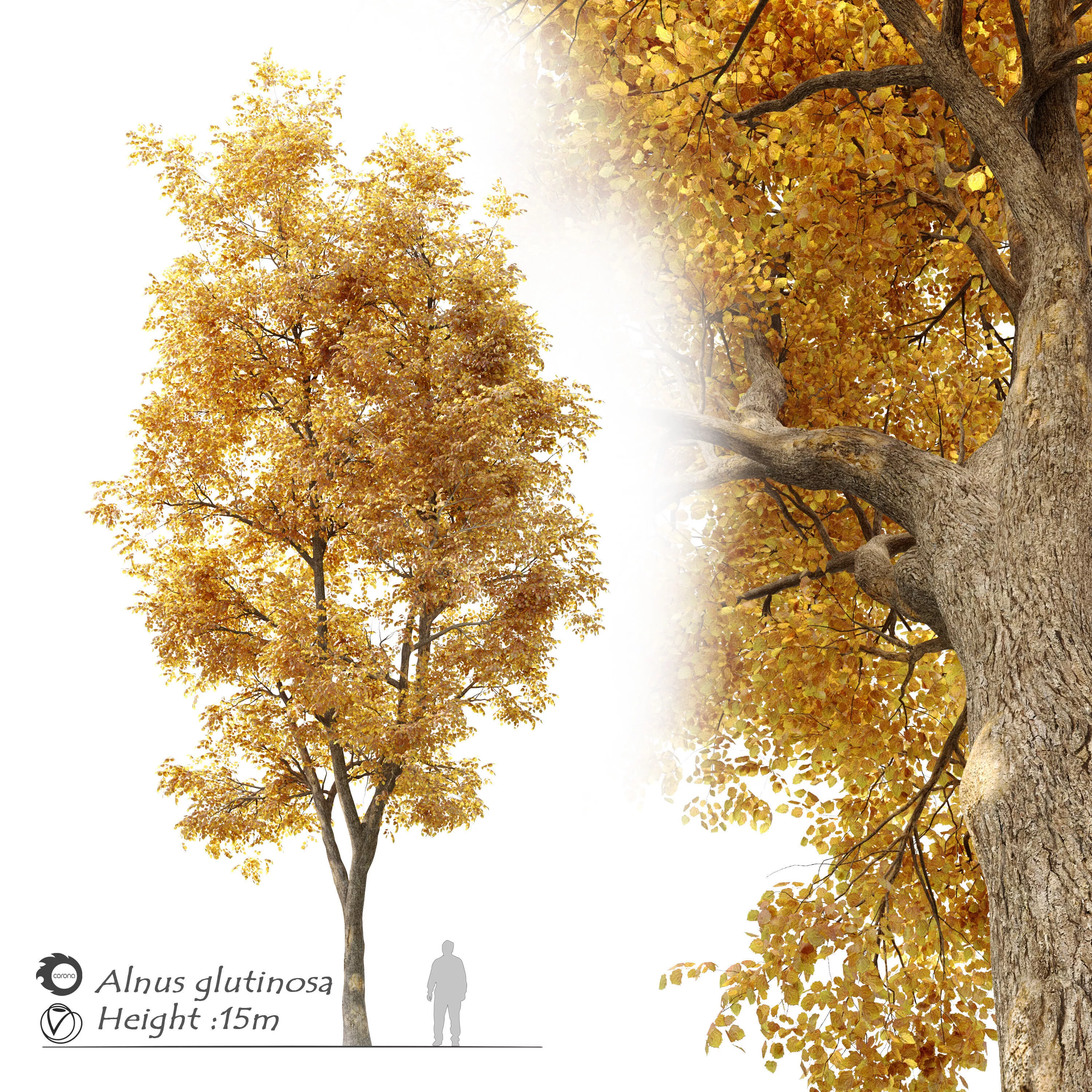 Autumn Alnus glutinosa 3D model
