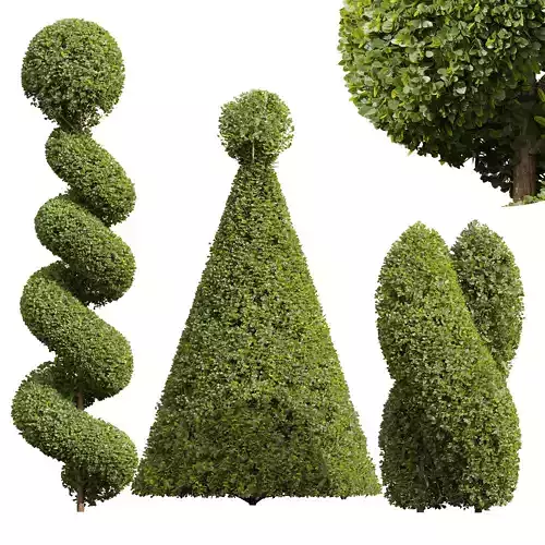 New Plant Ficus Concinna Bonsai Pruned12 3D model