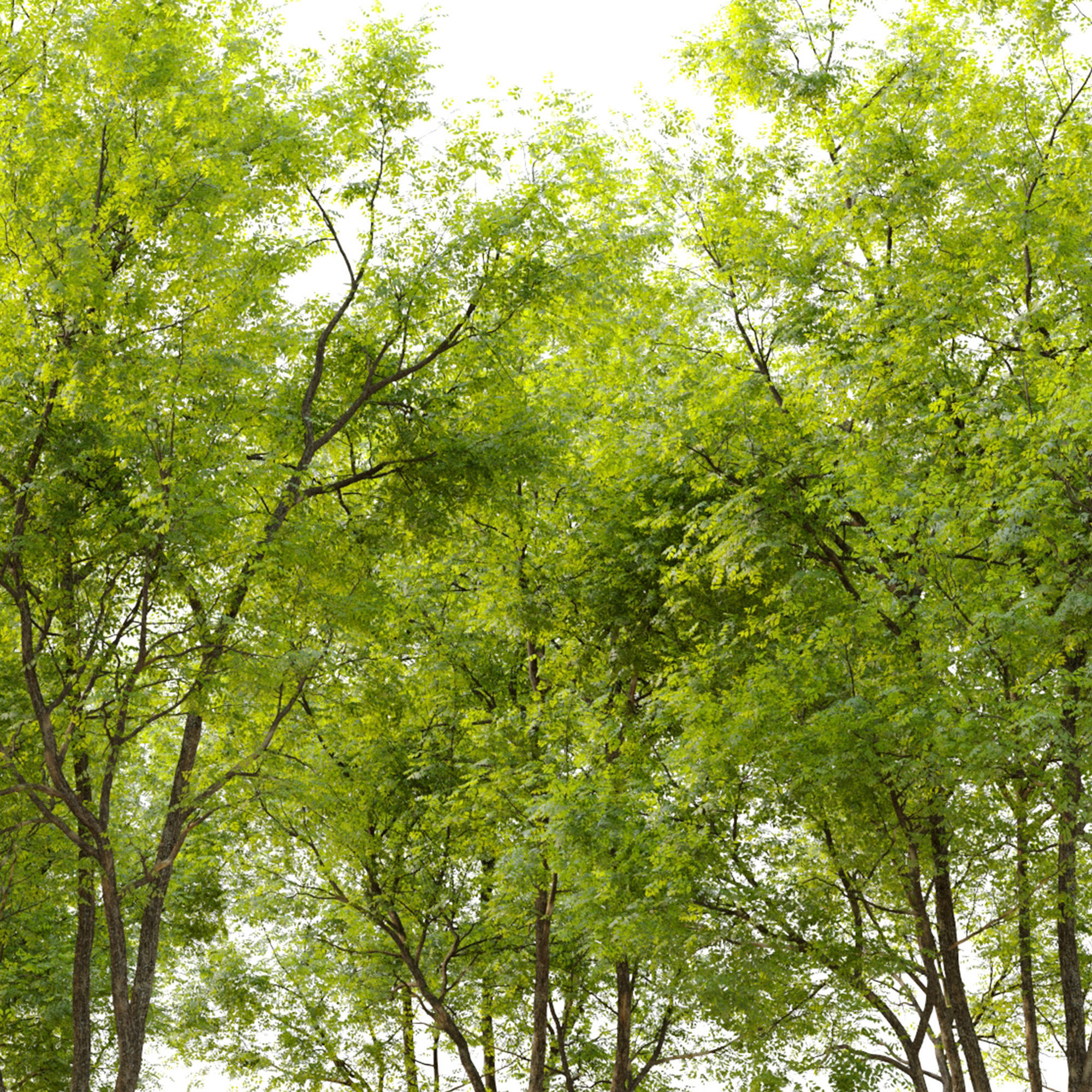 Summit green ash  3D model_4