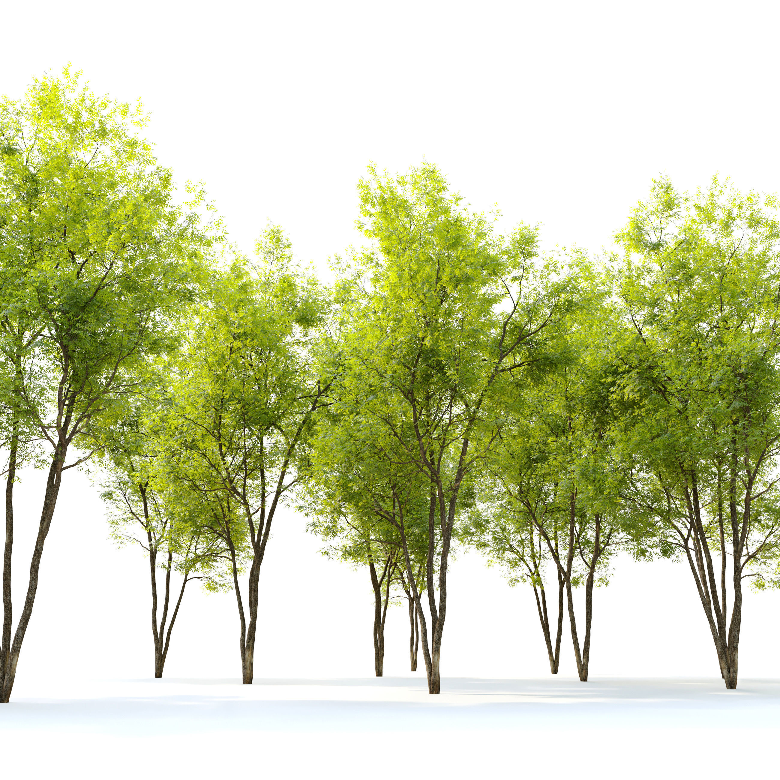 Summit green ash  3D model_3