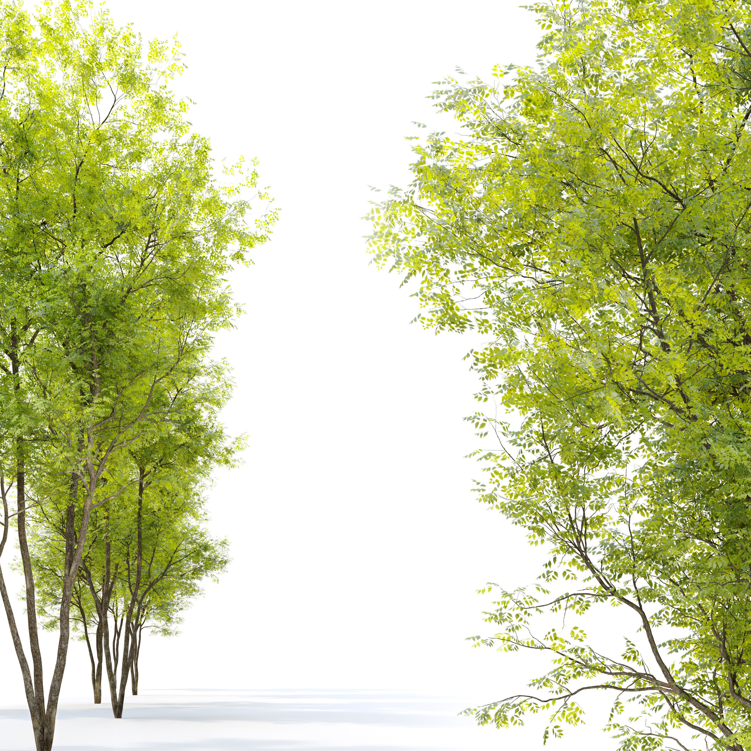 Summit green ash  3D model_2