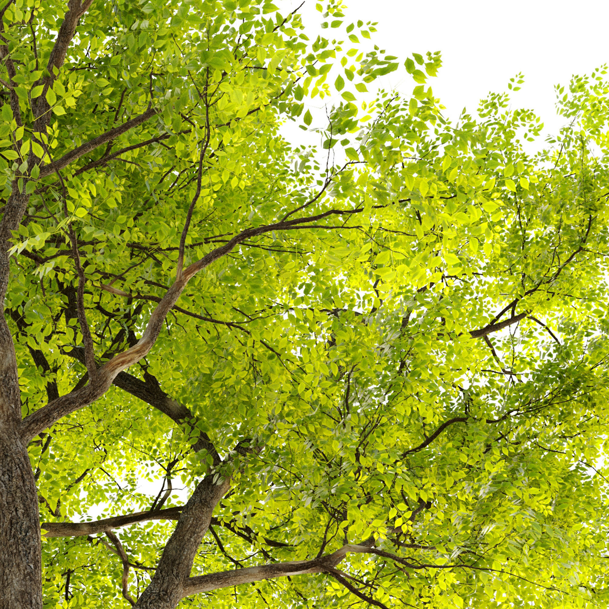 Summit green ash  3D model_5