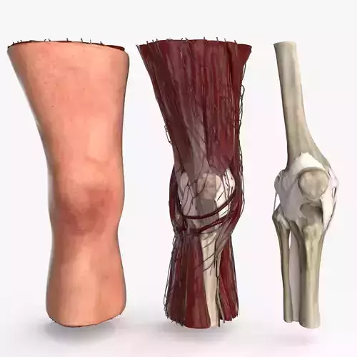 Human Knee Joint Anatomy Rigged Low-poly 3D model
