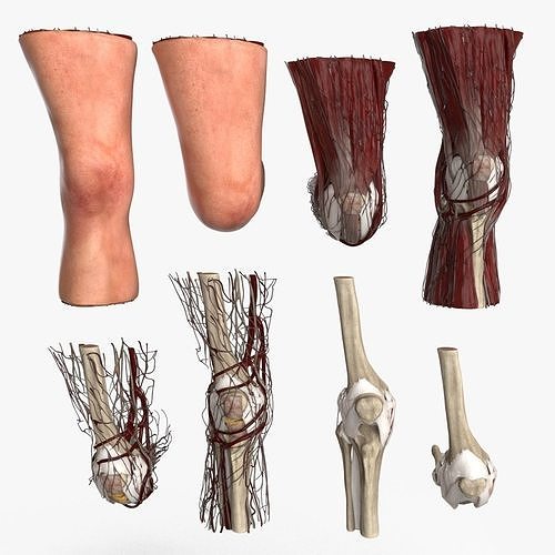 Human Knee Joint Anatomy Low-poly 3D model