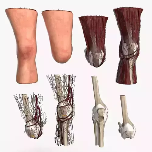 Human Knee Joint Anatomy Low-poly 3D model