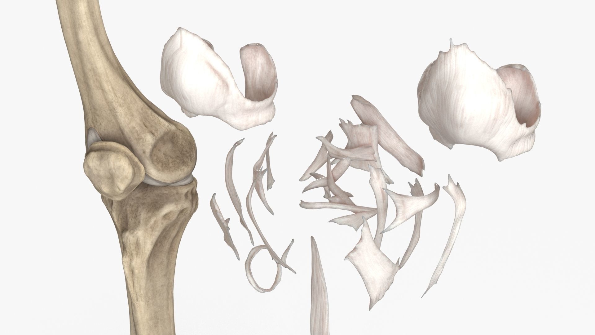 Human Knee Bones and Bundles Low-poly 3D model_12