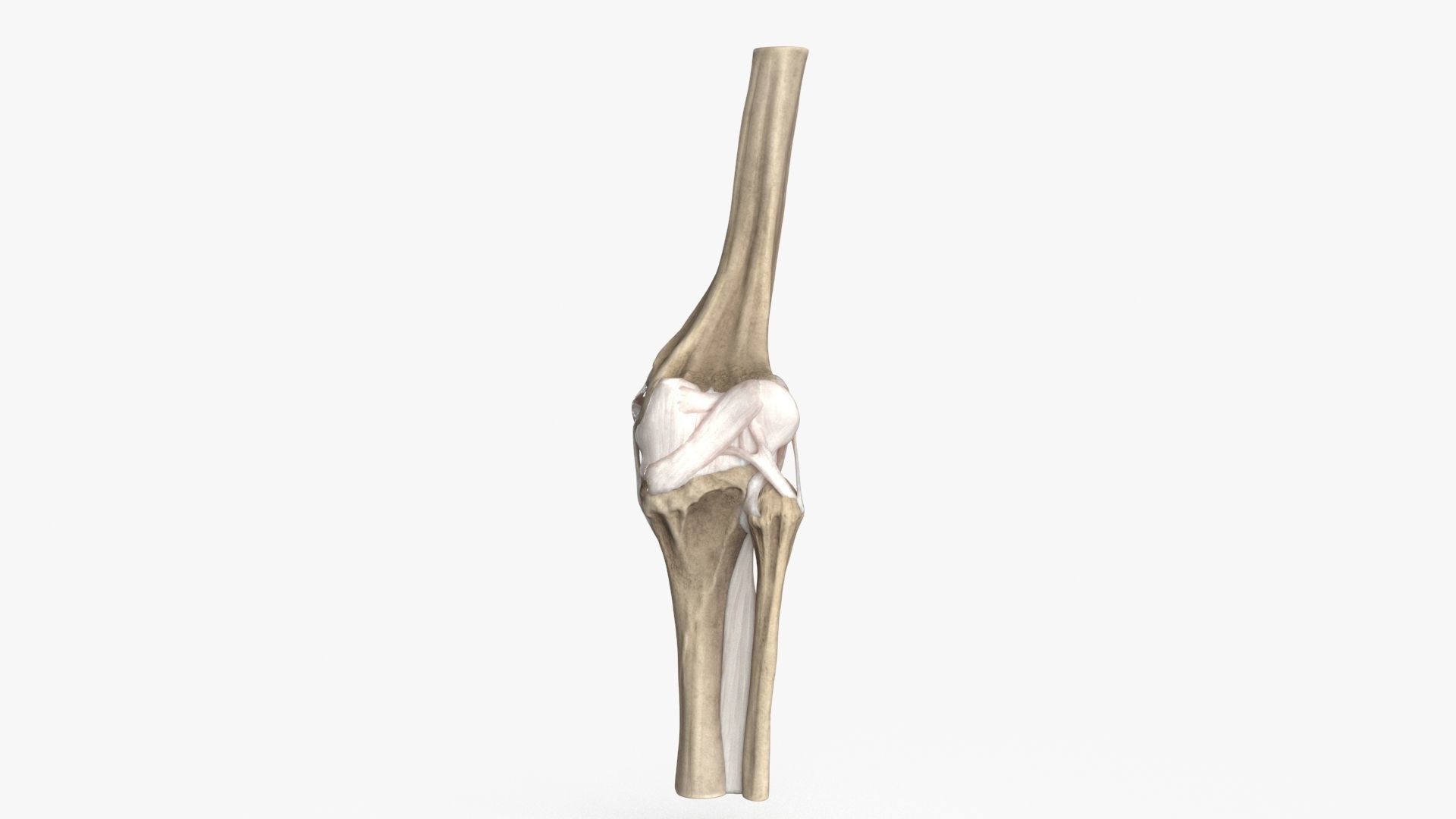 Human Knee Bones and Bundles Low-poly 3D model_5