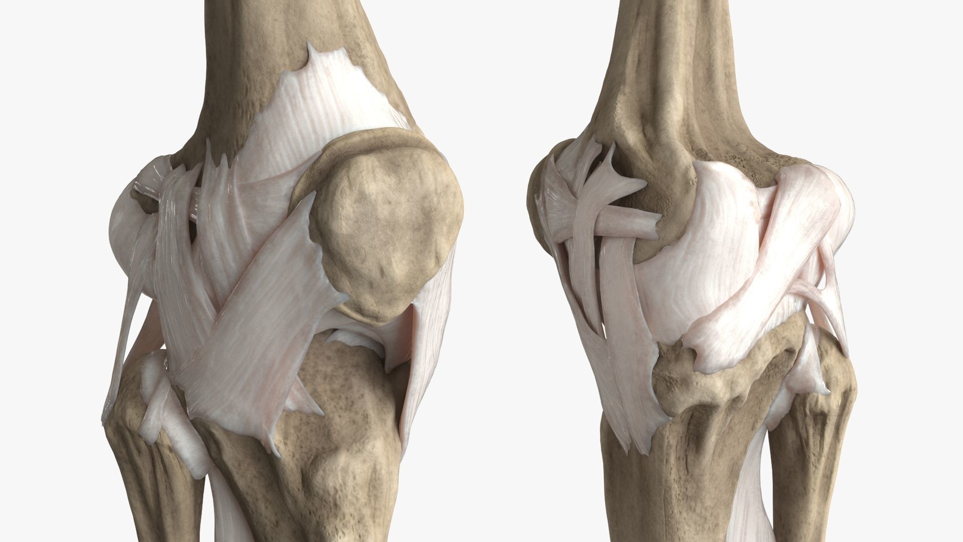 Human Knee Bones and Bundles Low-poly 3D model_11