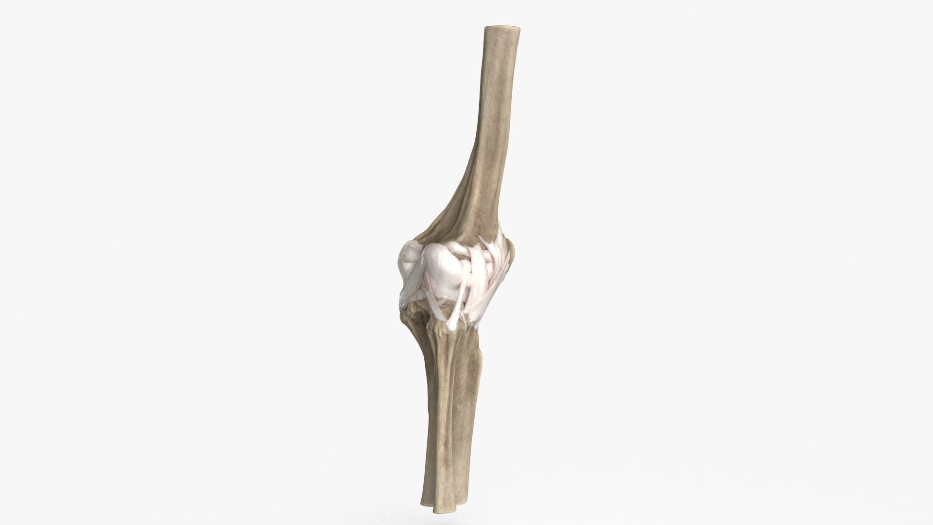 Human Knee Bones and Bundles Low-poly 3D model_6