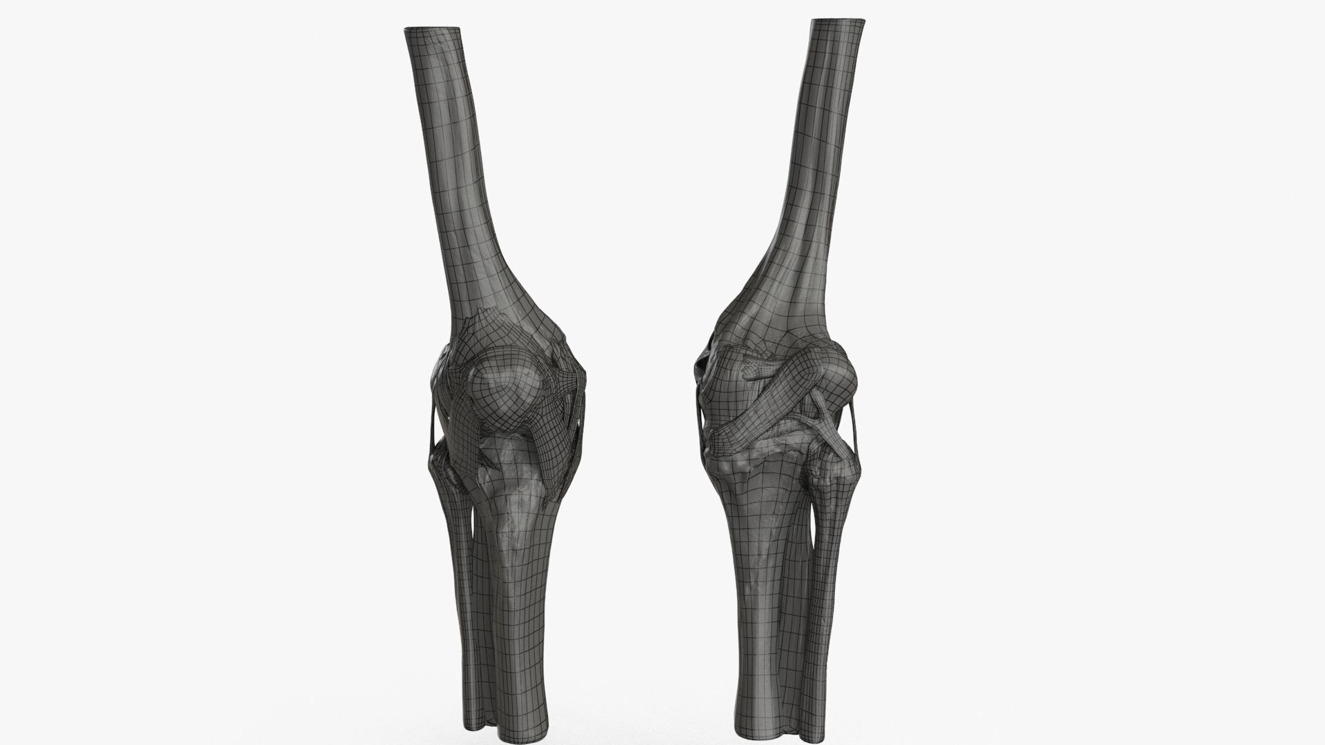 Human Knee Bones and Bundles Low-poly 3D model_17