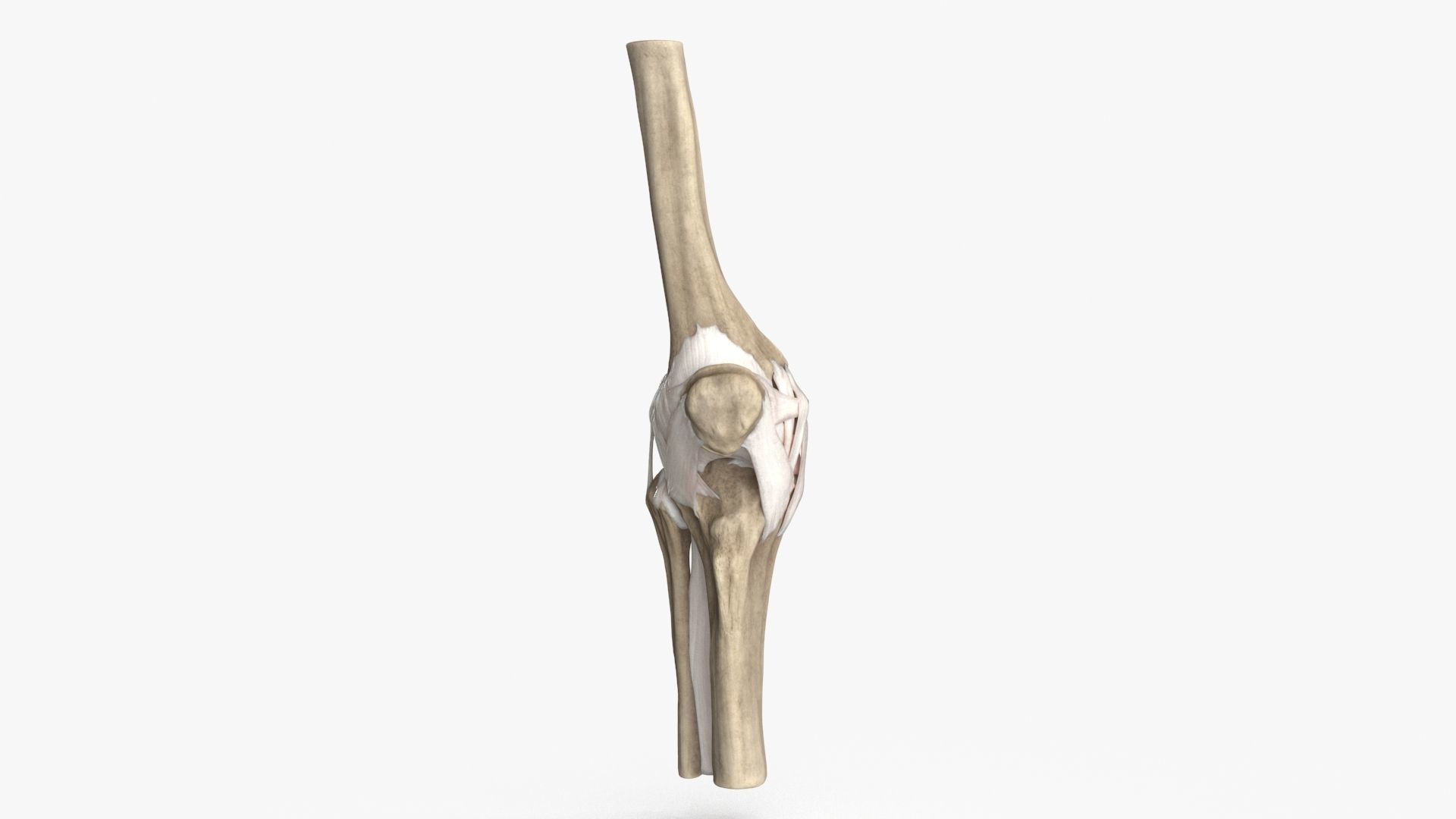 Human Knee Bones and Bundles Low-poly 3D model_2