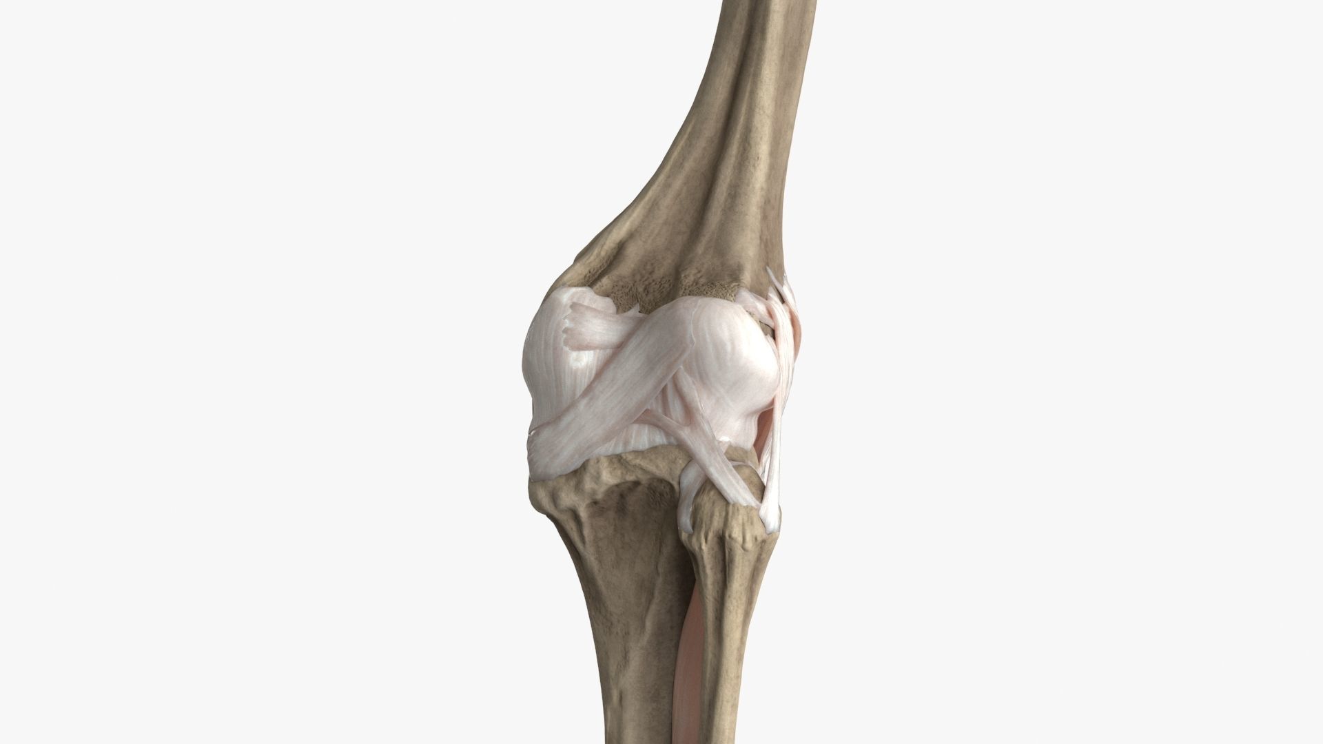 Human Knee Bones and Bundles Low-poly 3D model_10