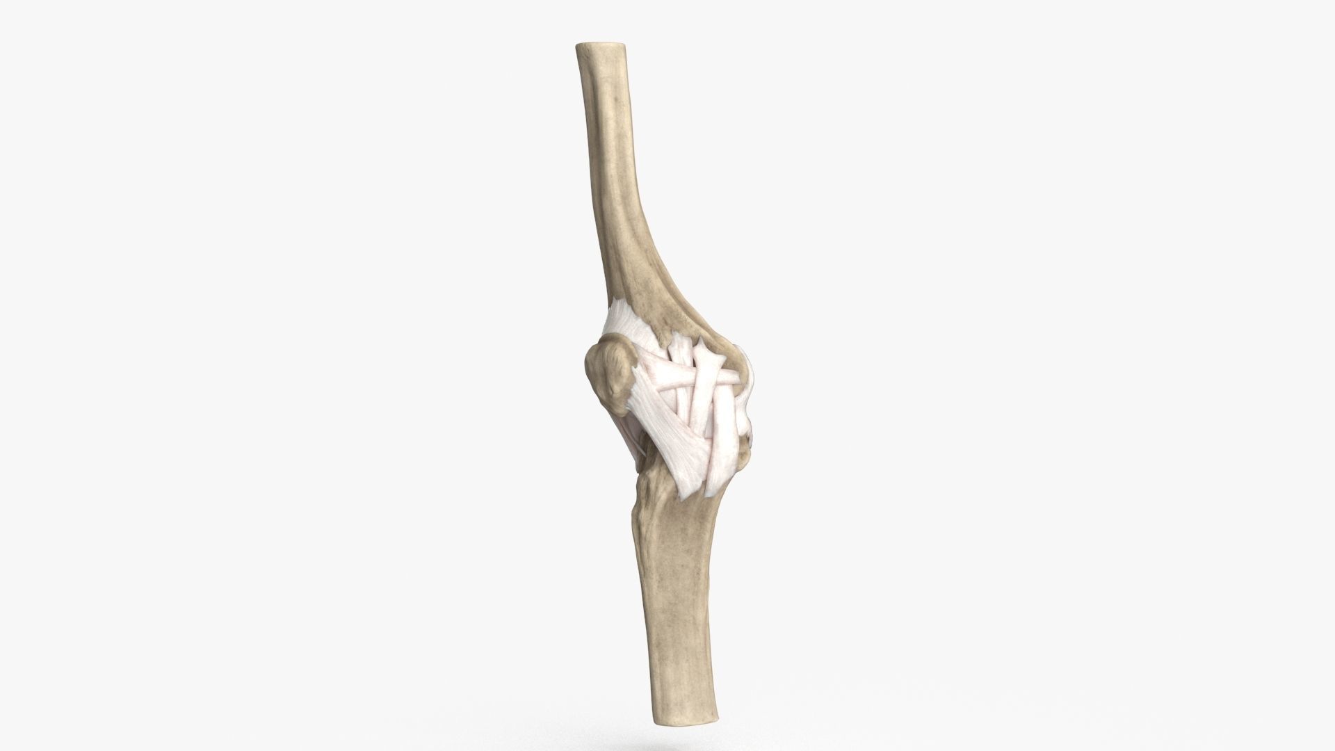 Human Knee Bones and Bundles Low-poly 3D model_3