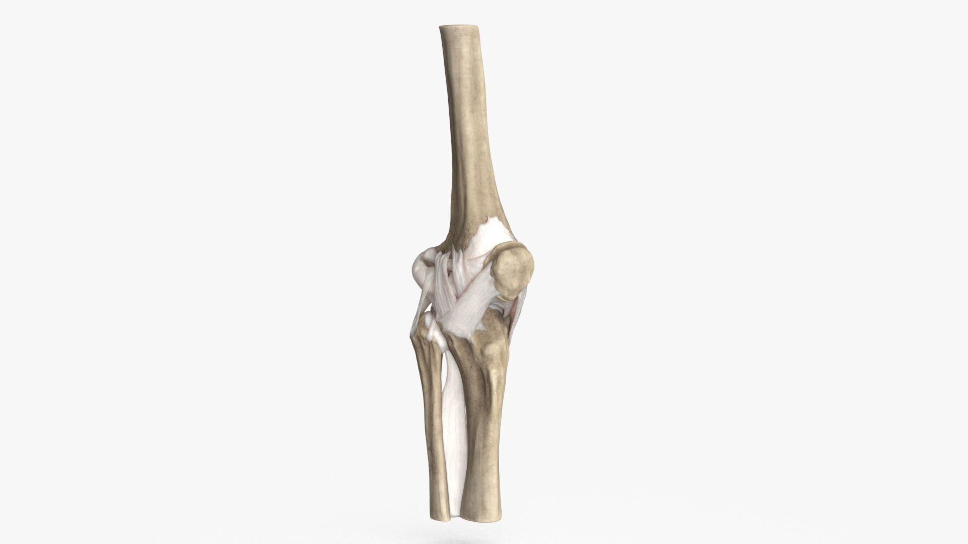 Human Knee Bones and Bundles Low-poly 3D model_7