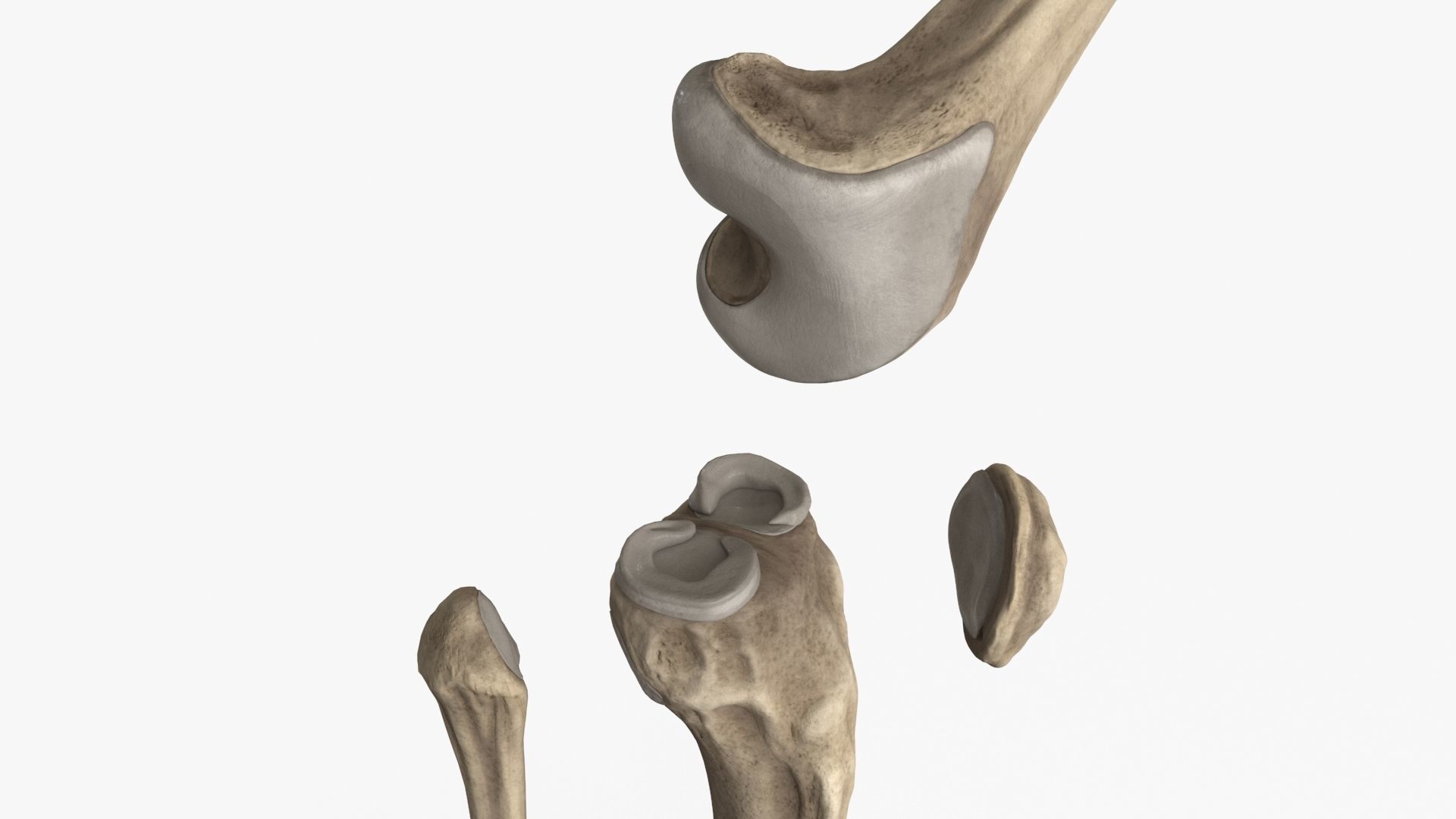 Human Knee Bones and Bundles Low-poly 3D model_13