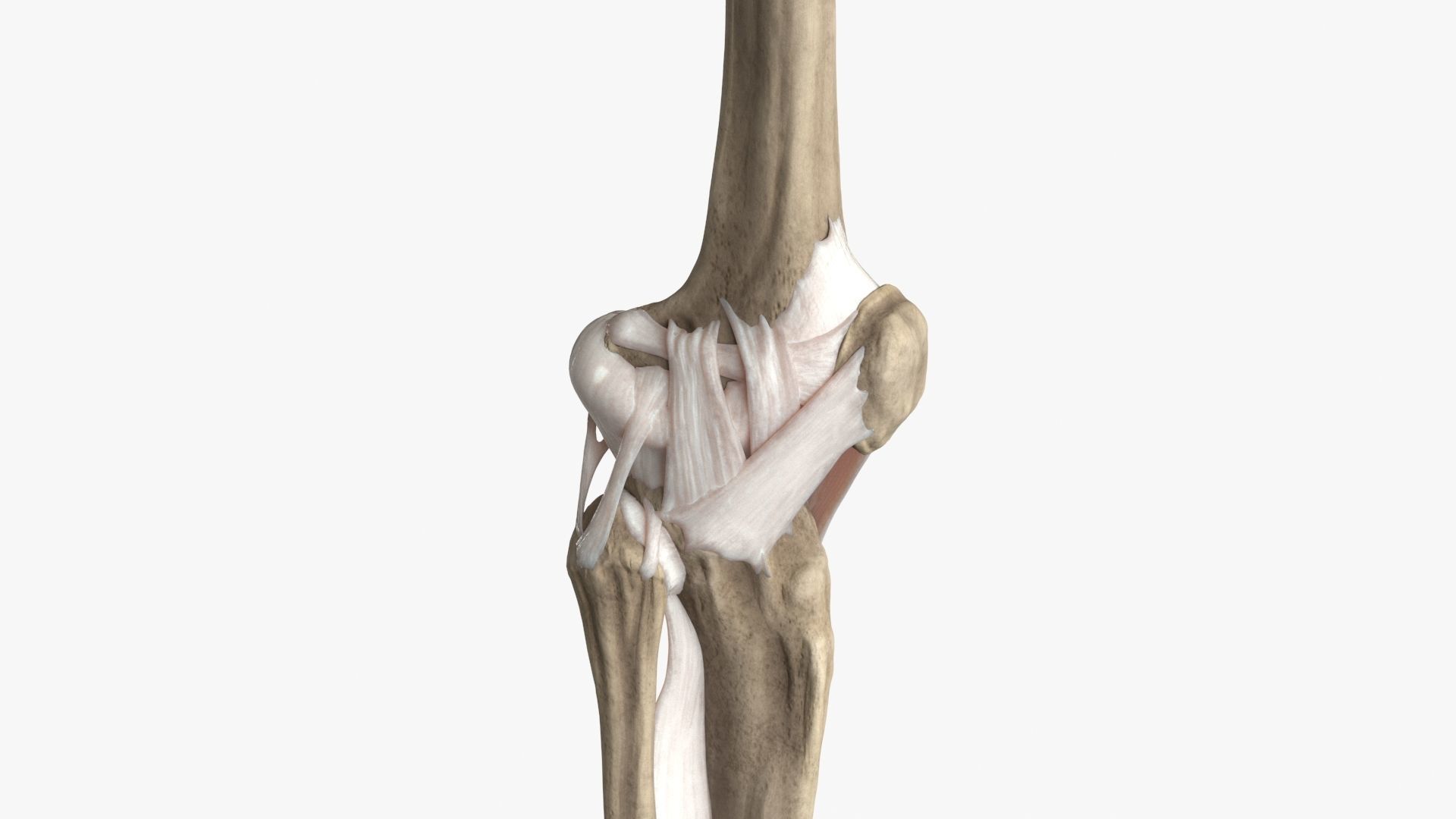 Human Knee Bones and Bundles Low-poly 3D model_9
