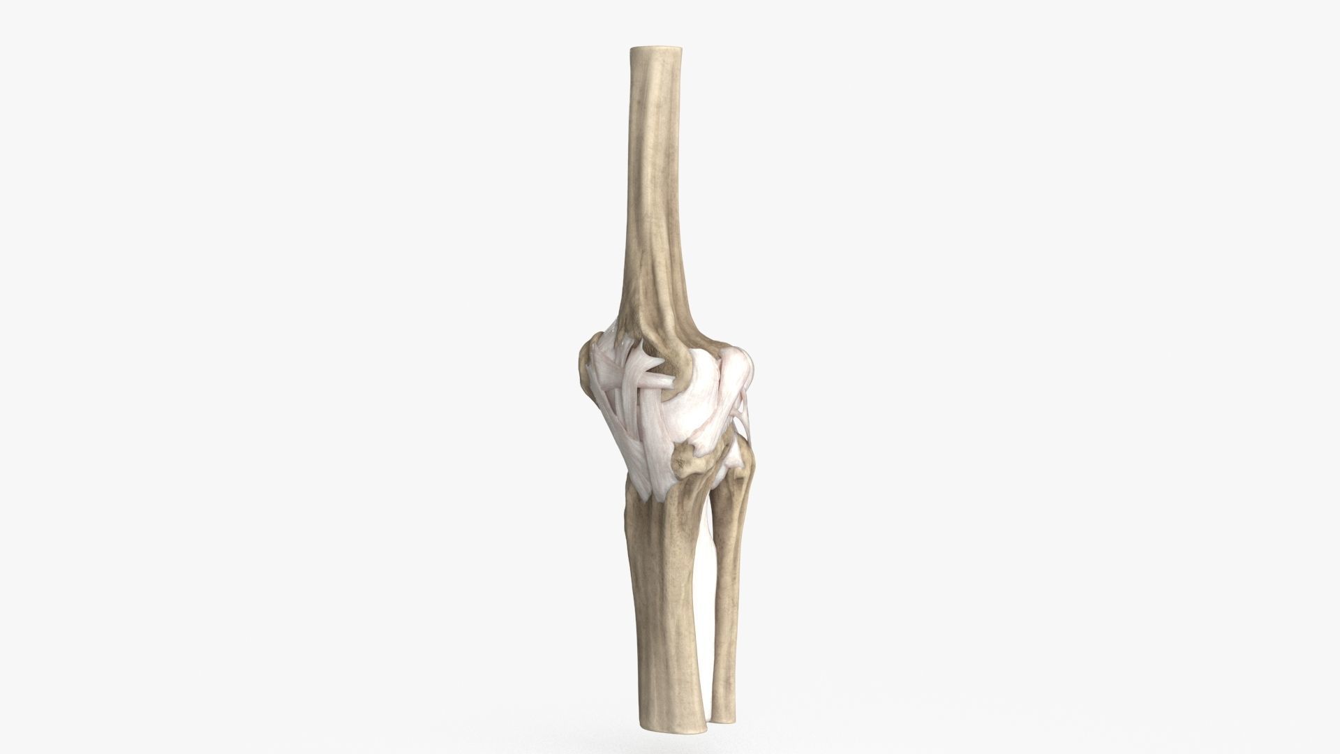 Human Knee Bones and Bundles Low-poly 3D model_4