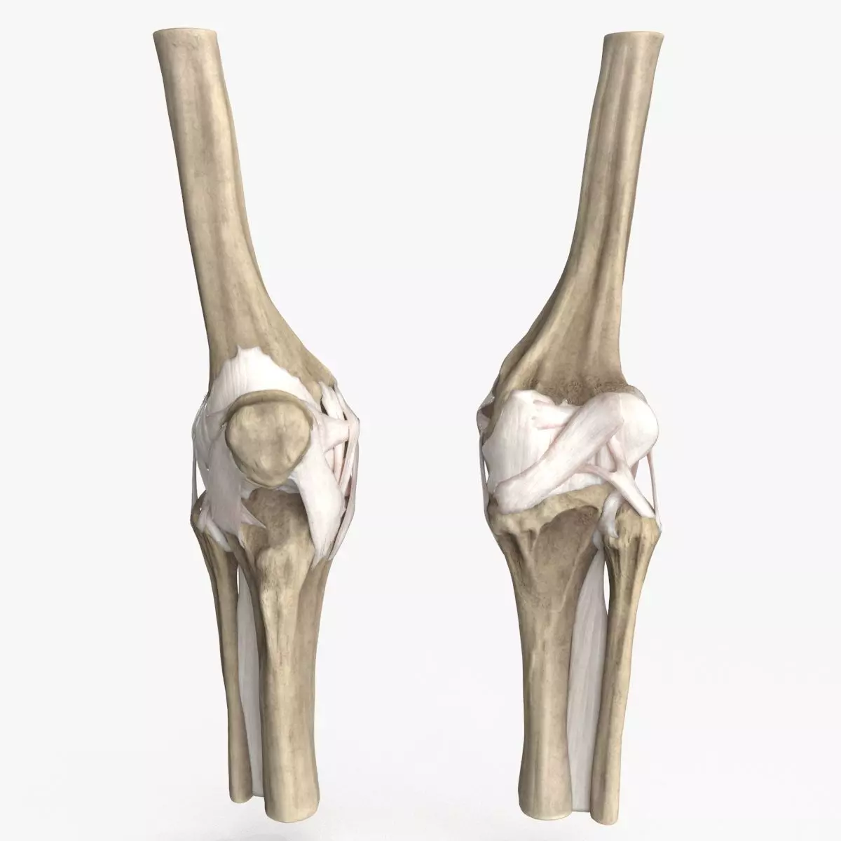 Human Knee Bones and Bundles Low-poly 3D model_0