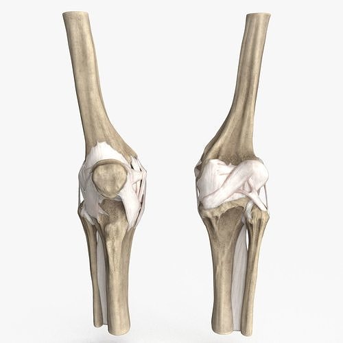 Human Knee Bones and Bundles Low-poly 3D model