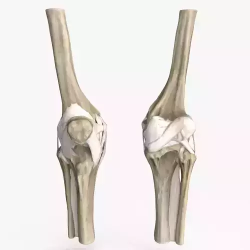 Human Knee Bones and Bundles Low-poly 3D model