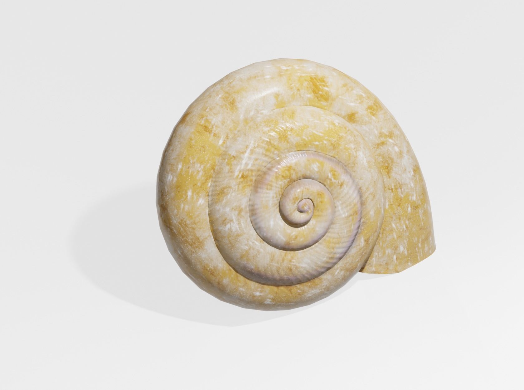 SNAIL SHELL 3D model_9