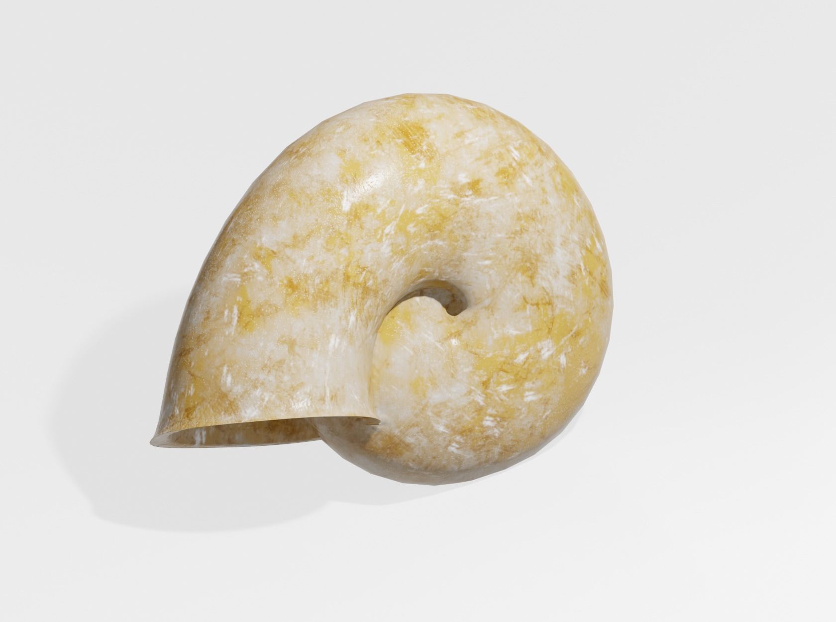 SNAIL SHELL 3D model_5