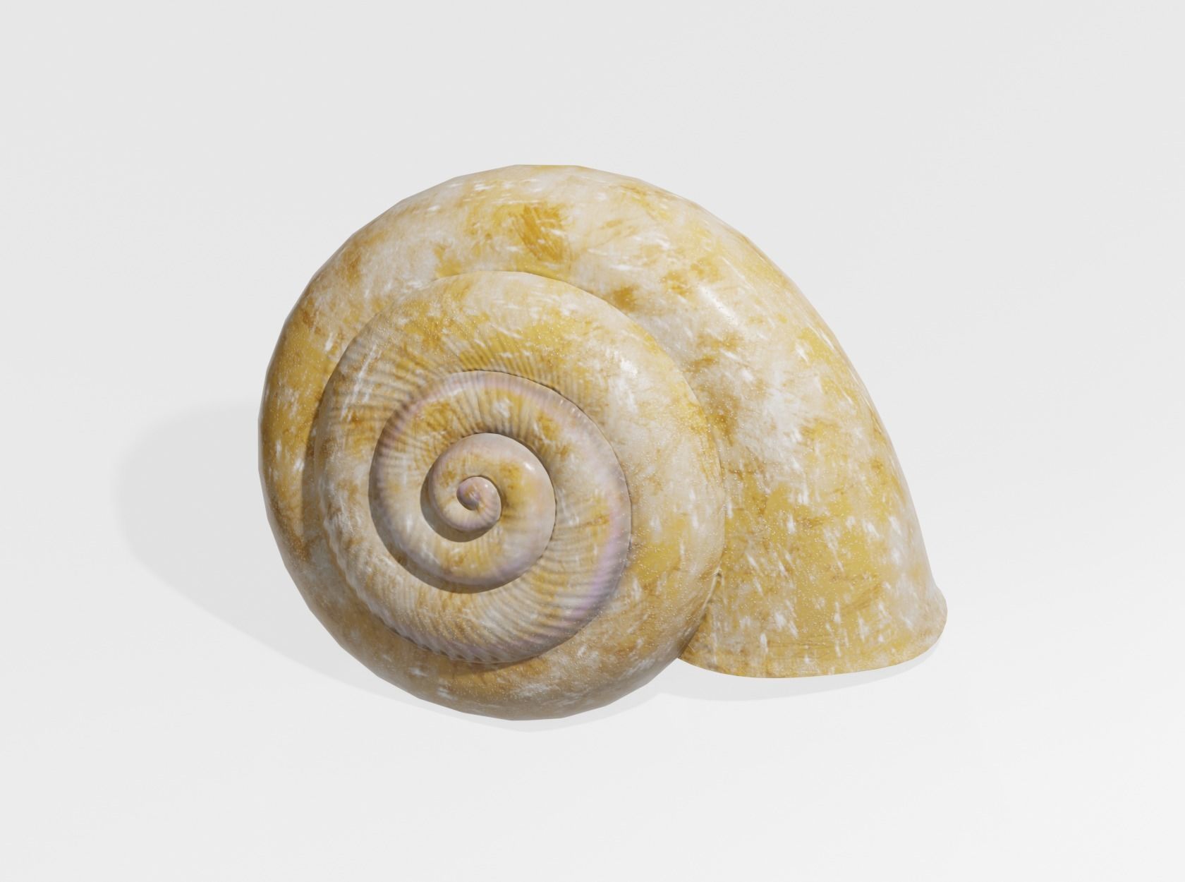 SNAIL SHELL 3D model_1