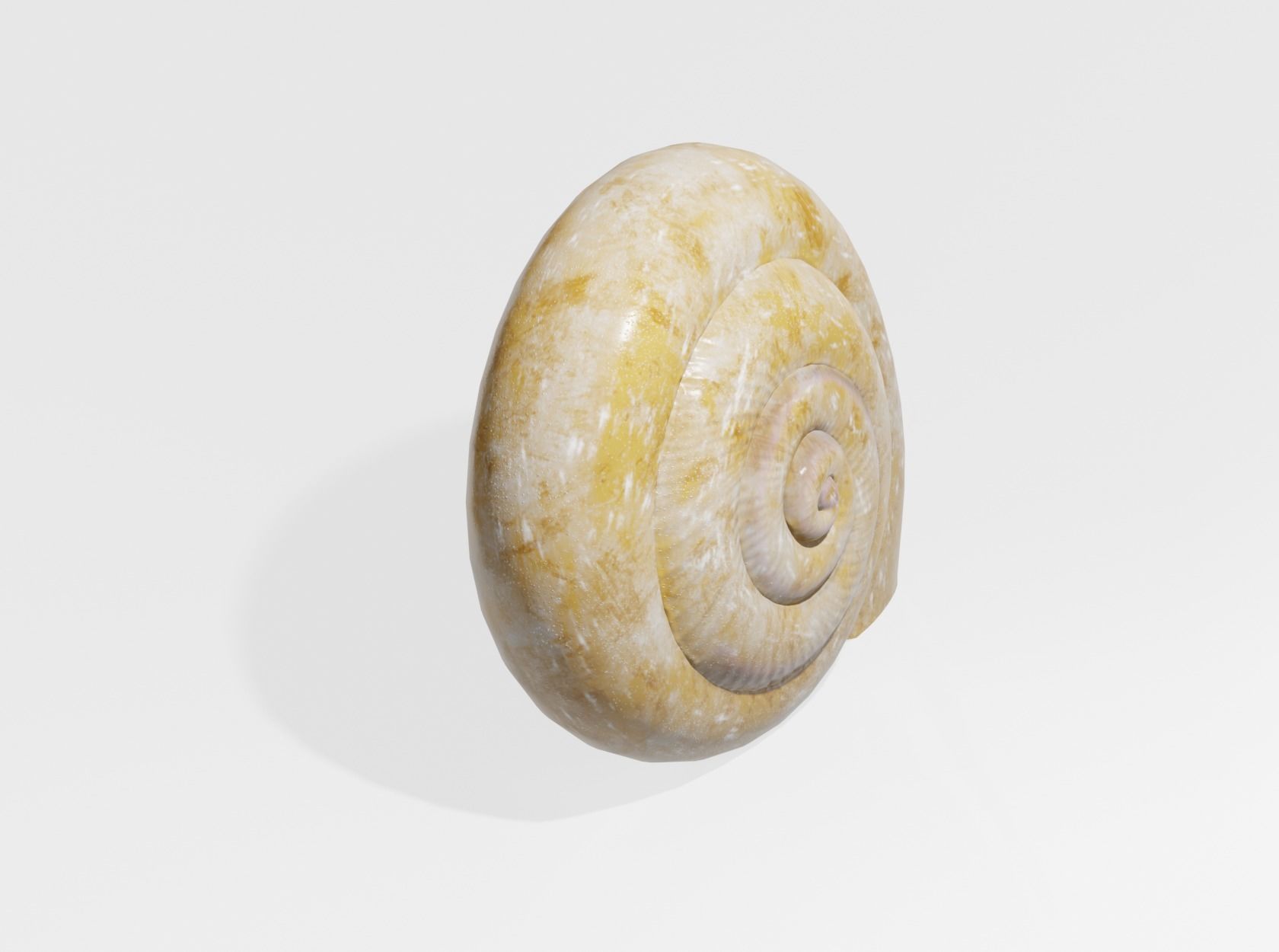 SNAIL SHELL 3D model_8
