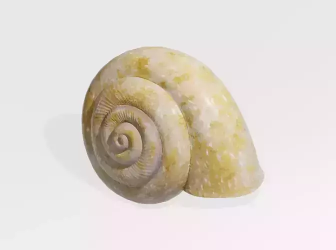SNAIL SHELL