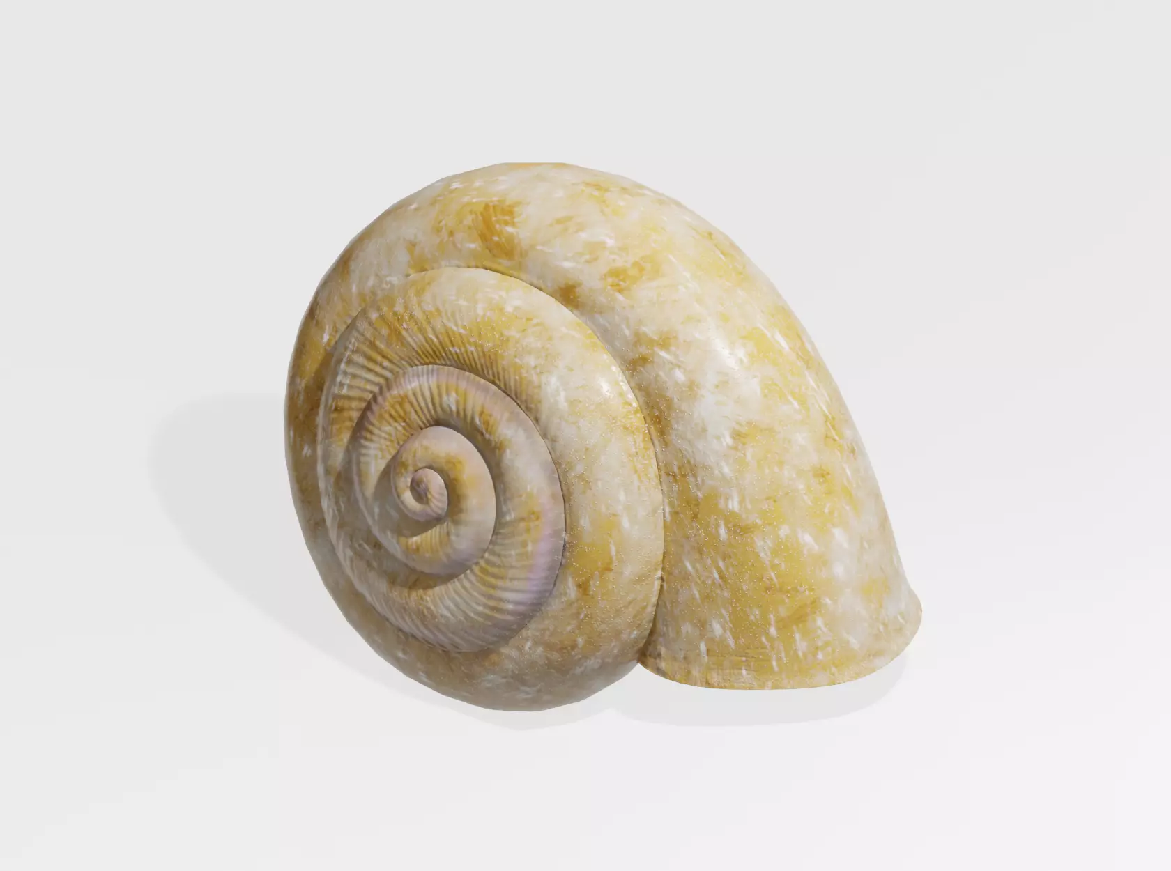 SNAIL SHELL 3D model_0