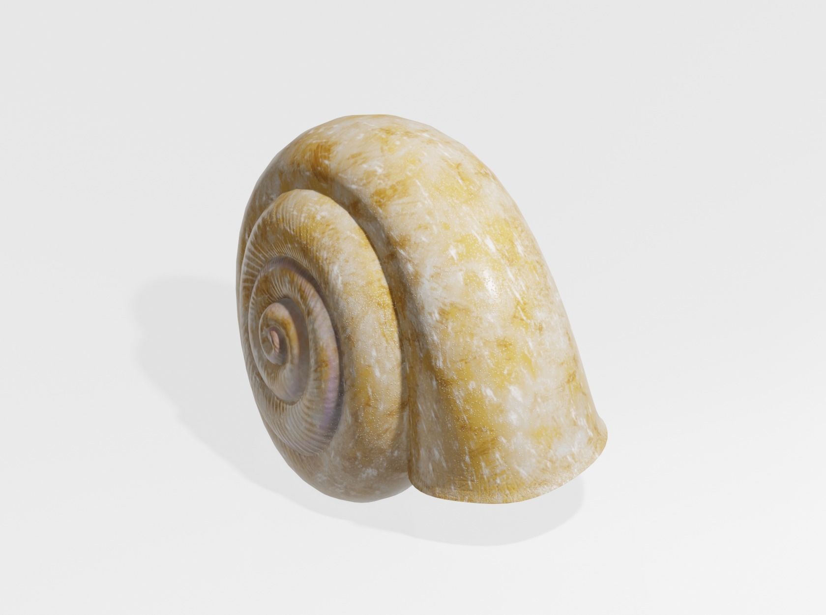 SNAIL SHELL 3D model_2