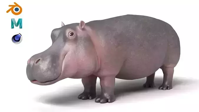 Hippopotamus Animal Rigged