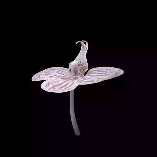 Moth Orchids - Phalaenopsis Low-poly 3D model