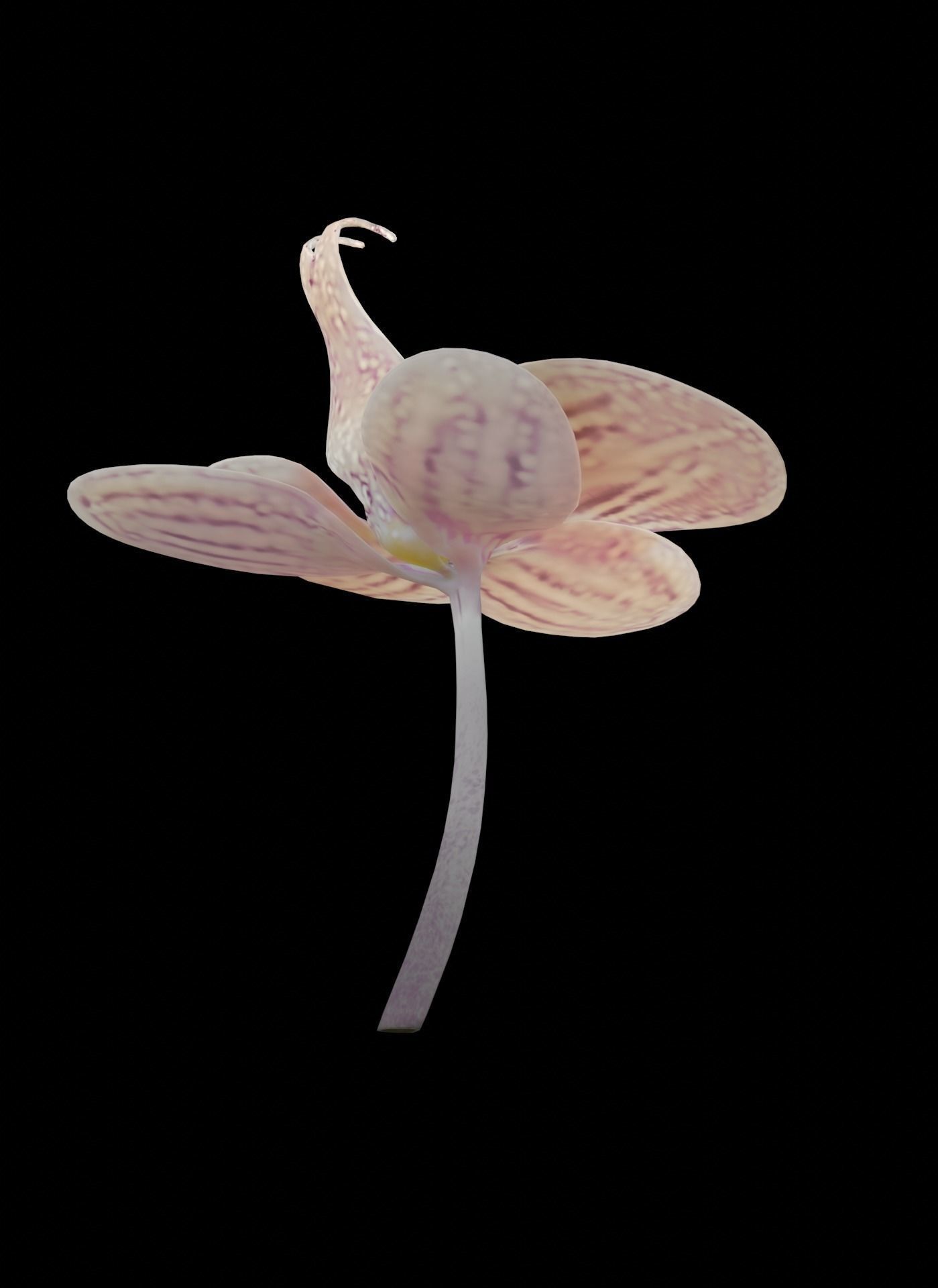 Moth Orchids - Phalaenopsis Low-poly 3D model_4