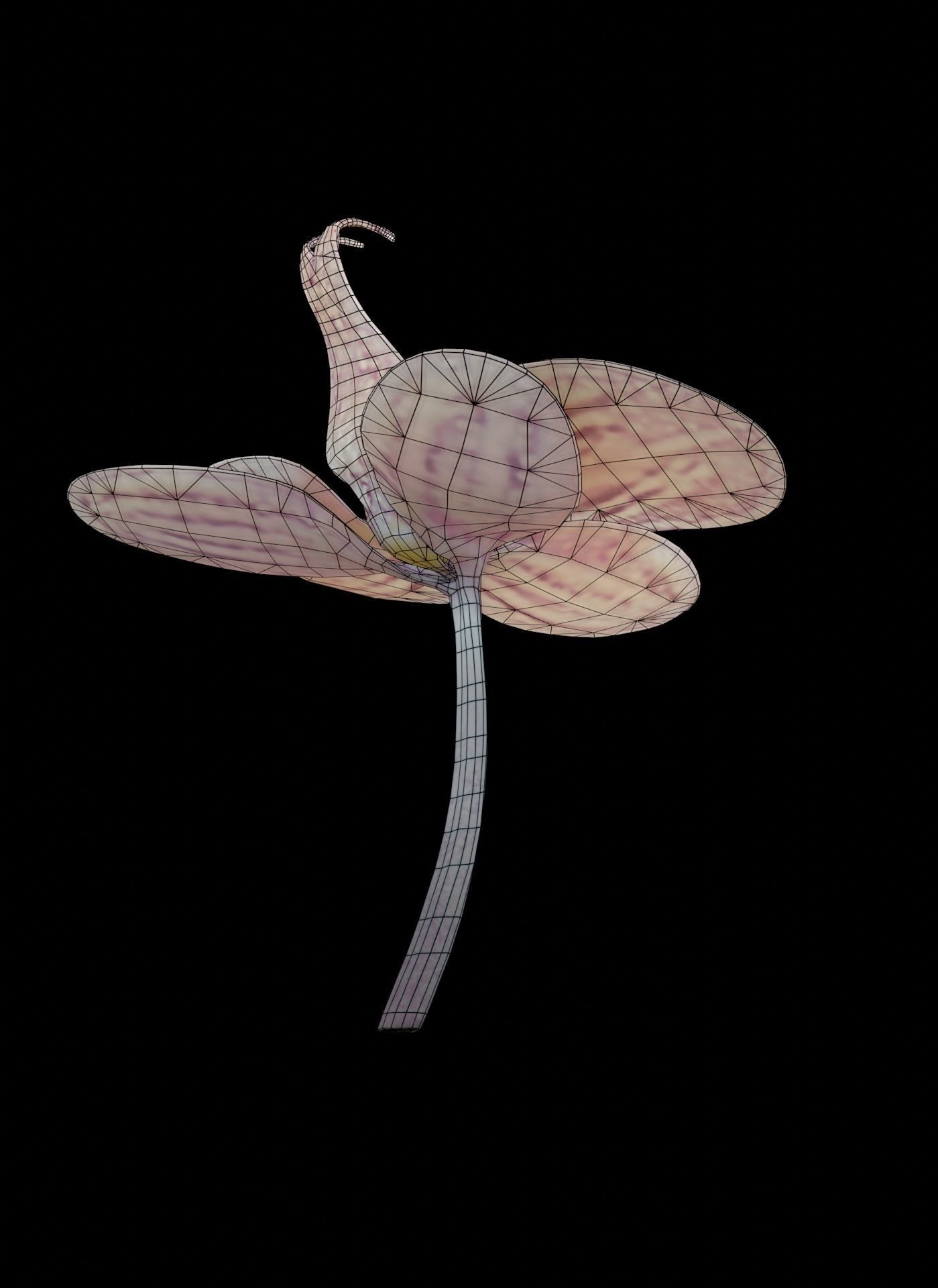 Moth Orchids - Phalaenopsis Low-poly 3D model_5