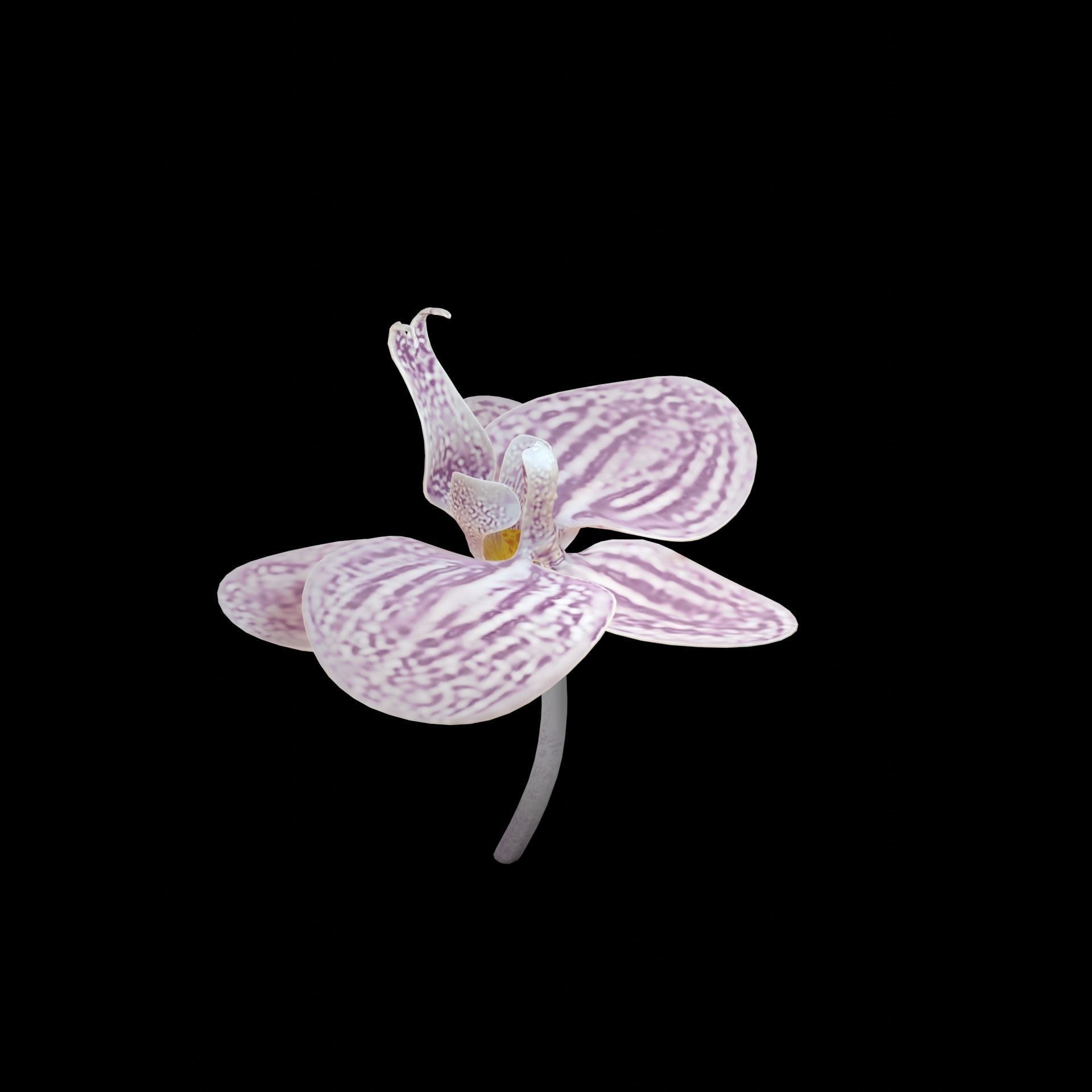 Moth Orchids - Phalaenopsis Low-poly 3D model_3