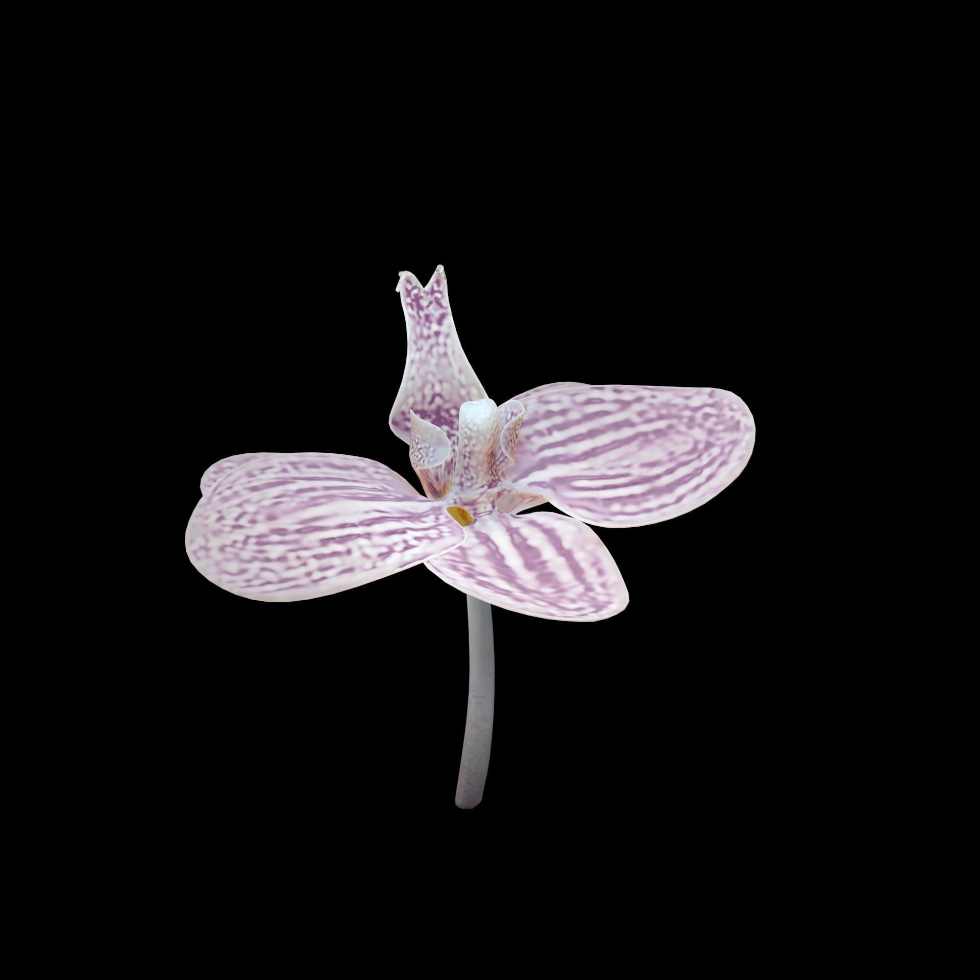 Moth Orchids - Phalaenopsis Low-poly 3D model_2