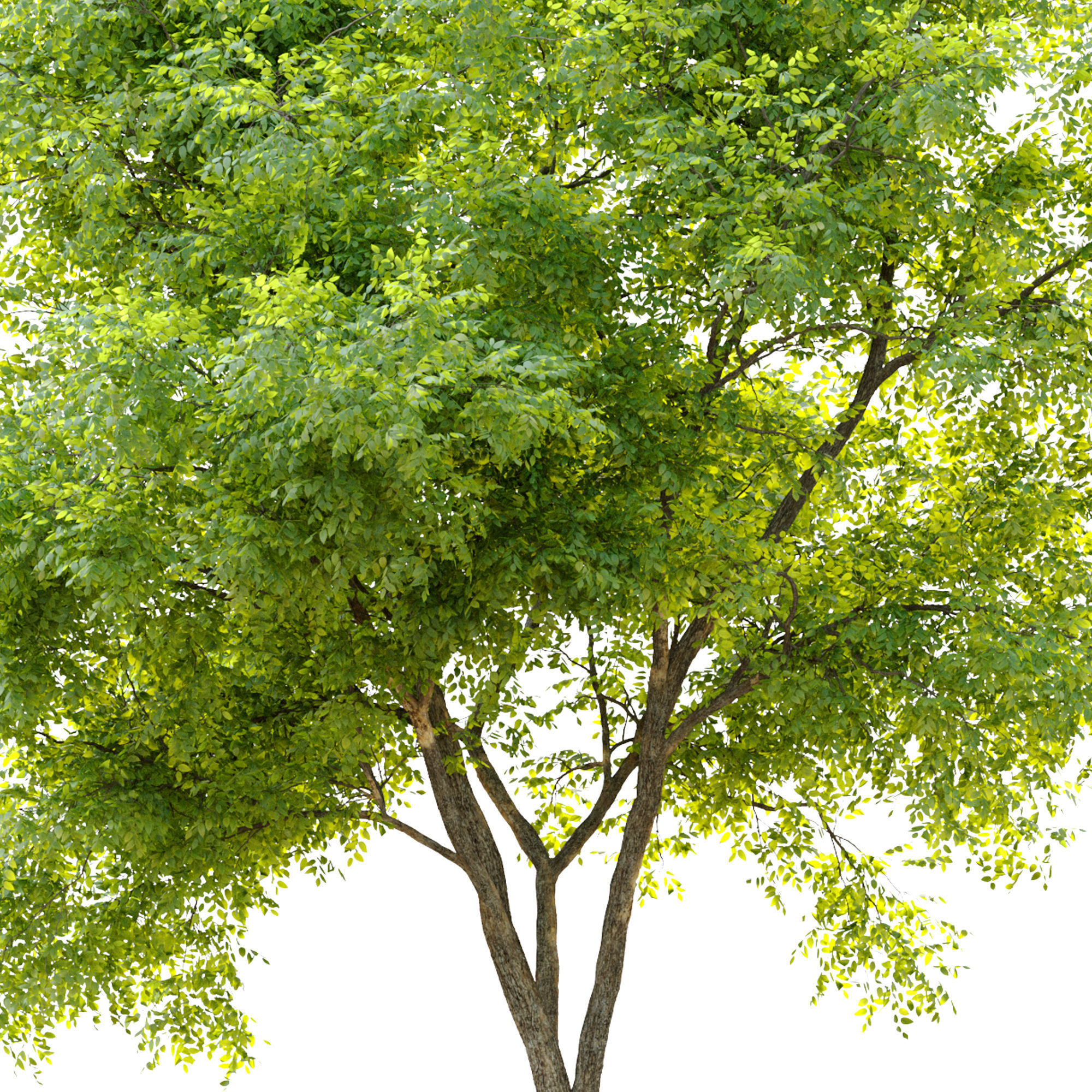 Dynasty chinese elm 3D model_5
